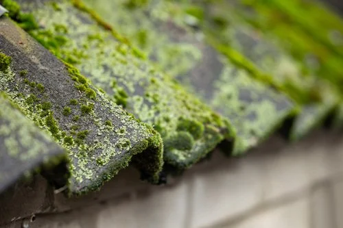 close up of moss and lichen on roof exterior