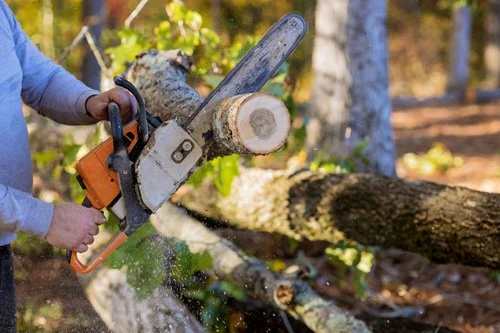 pruning tree with chainsaw