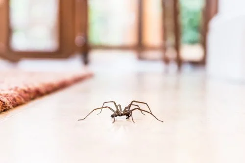 house spider on inside floor