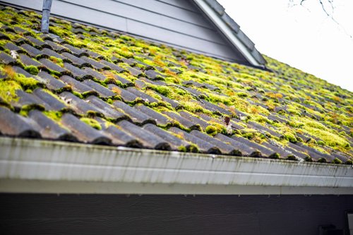 moss and lichen on roof of house with dirty gutters