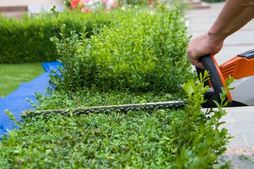 hedge trimming close up