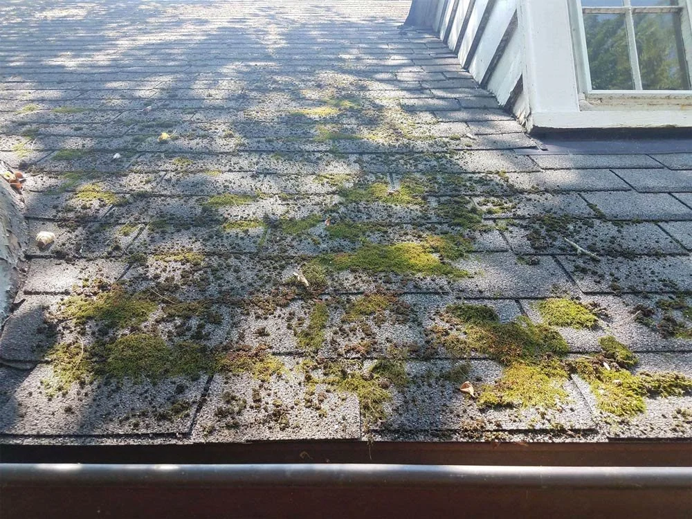 moss and lichen on roof