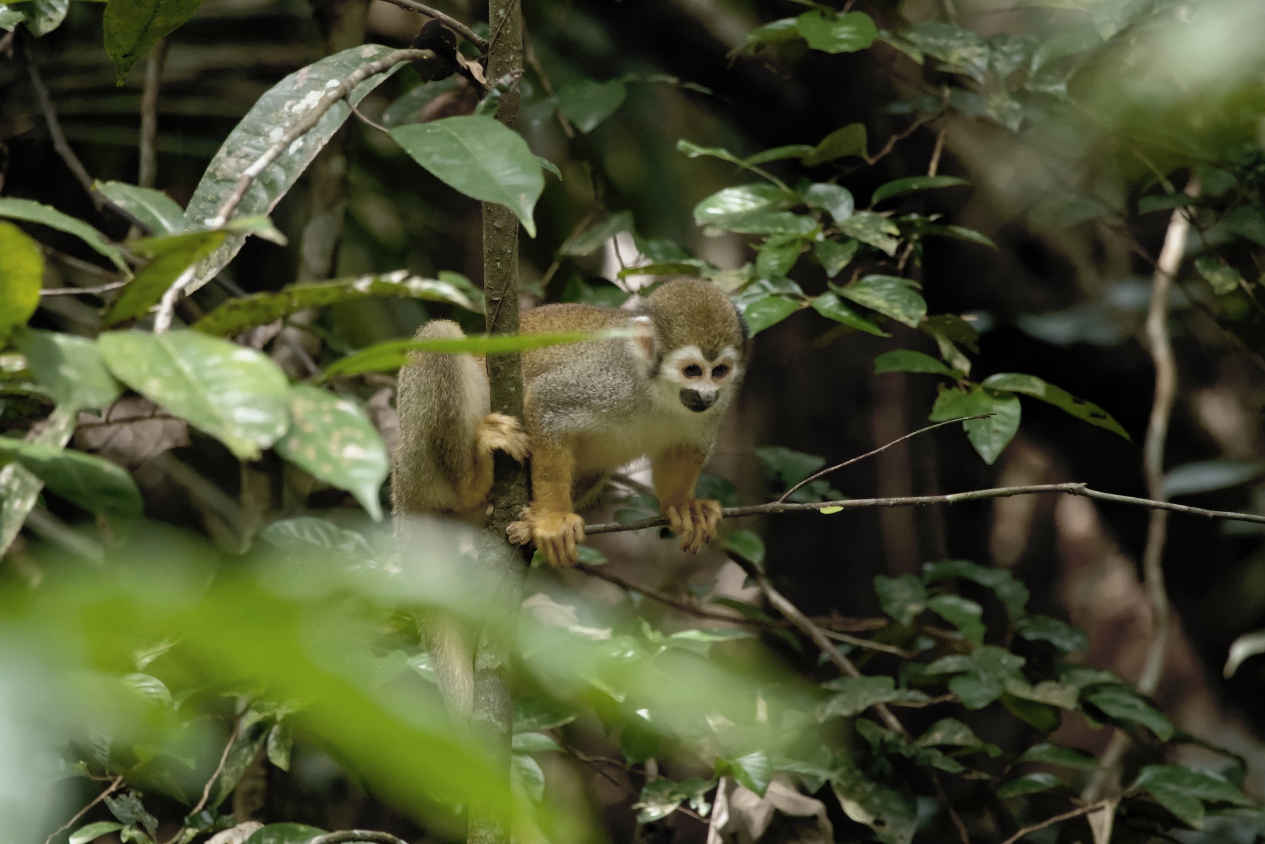 O que você realmente paga ao viajar para a Amazônia?