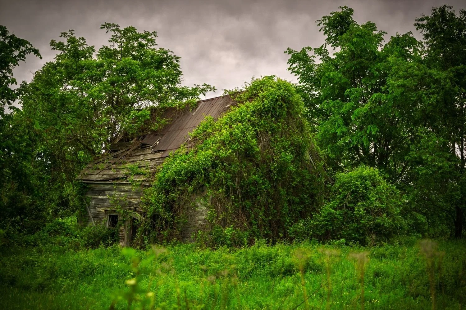 Kudzu vines cover a house and surrounding landscape illustrating how clutter can spread and take over a space..