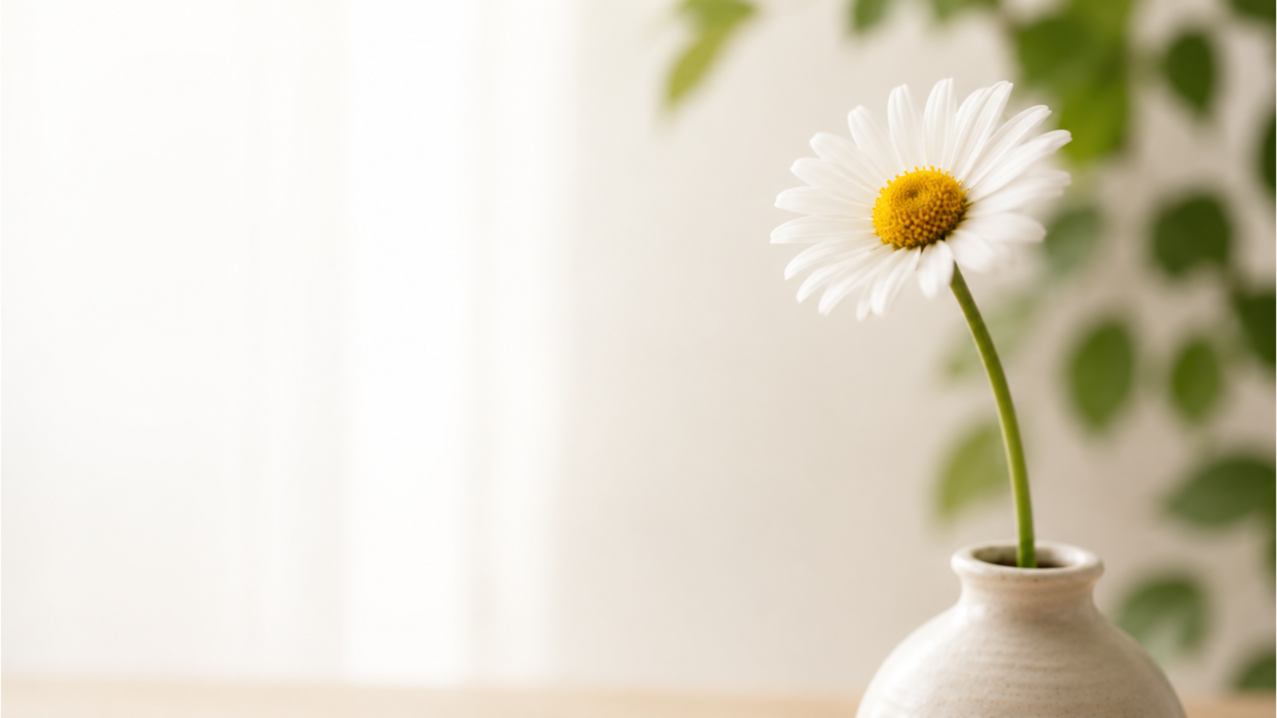 White daisy on a long green stem against a soft neutral background
