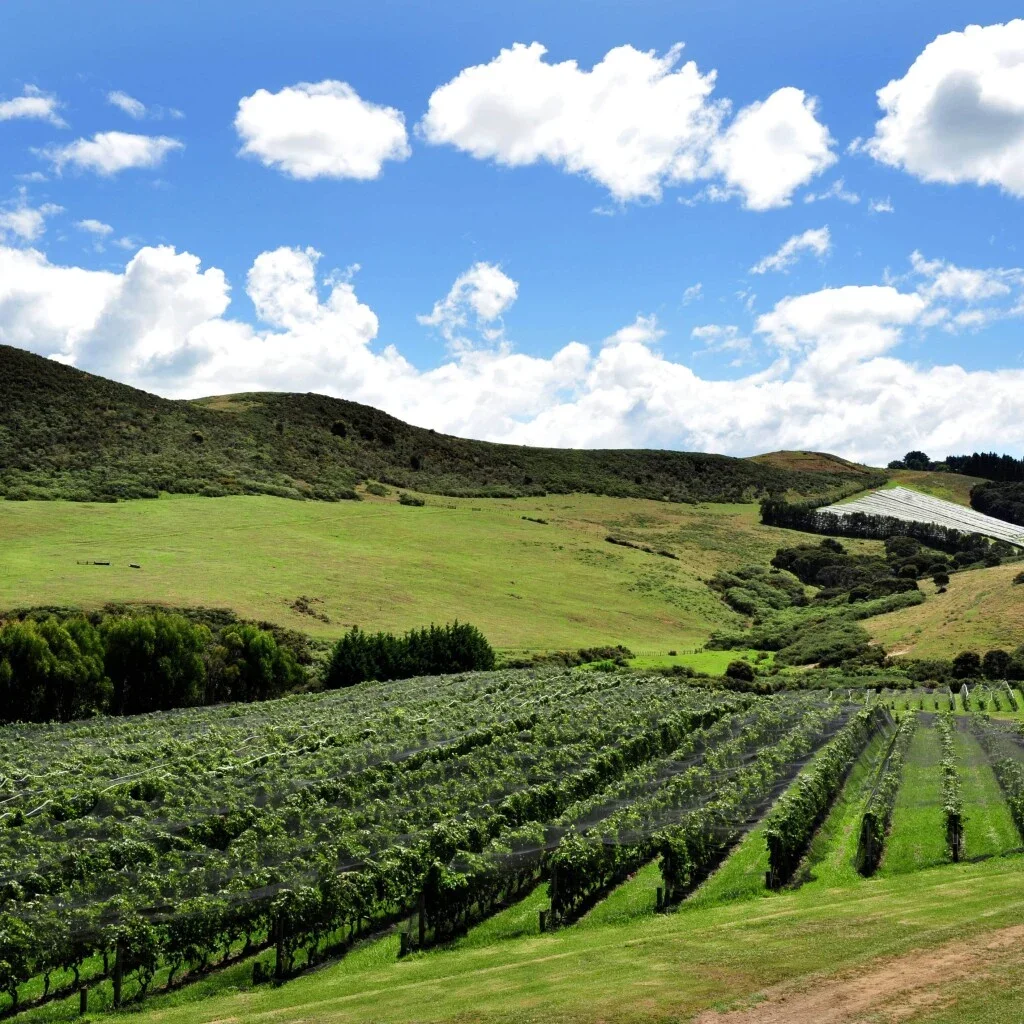Vineyard landscape in Kumeu, North West Auckland