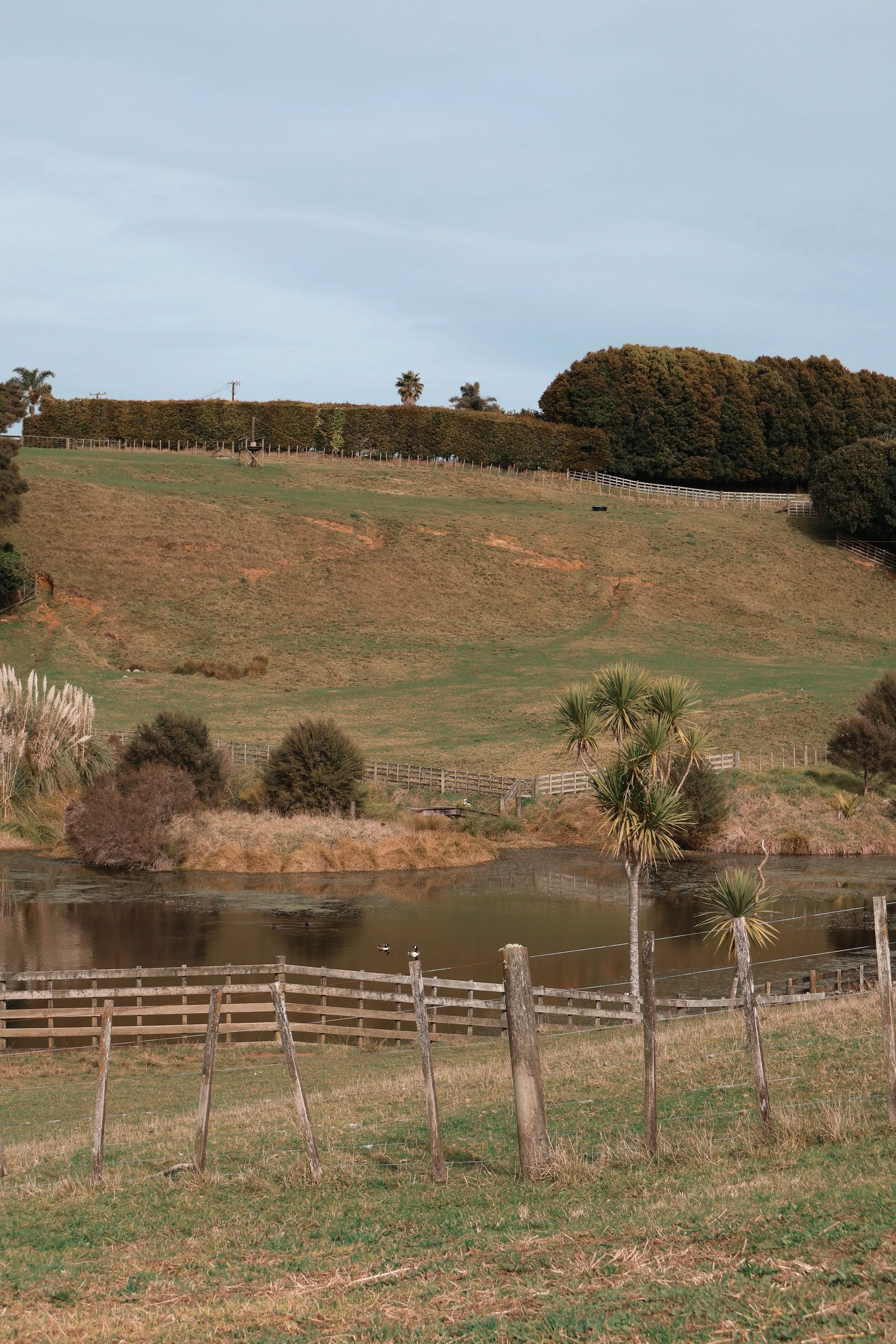 Waimauku landscape- local area serviced by Mahana Property Management