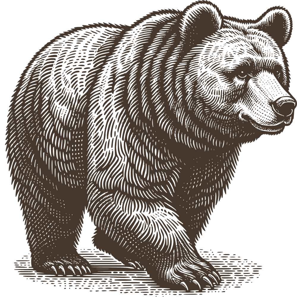 A detailed, vintage-style illustration of a brown bear standing on a black background.