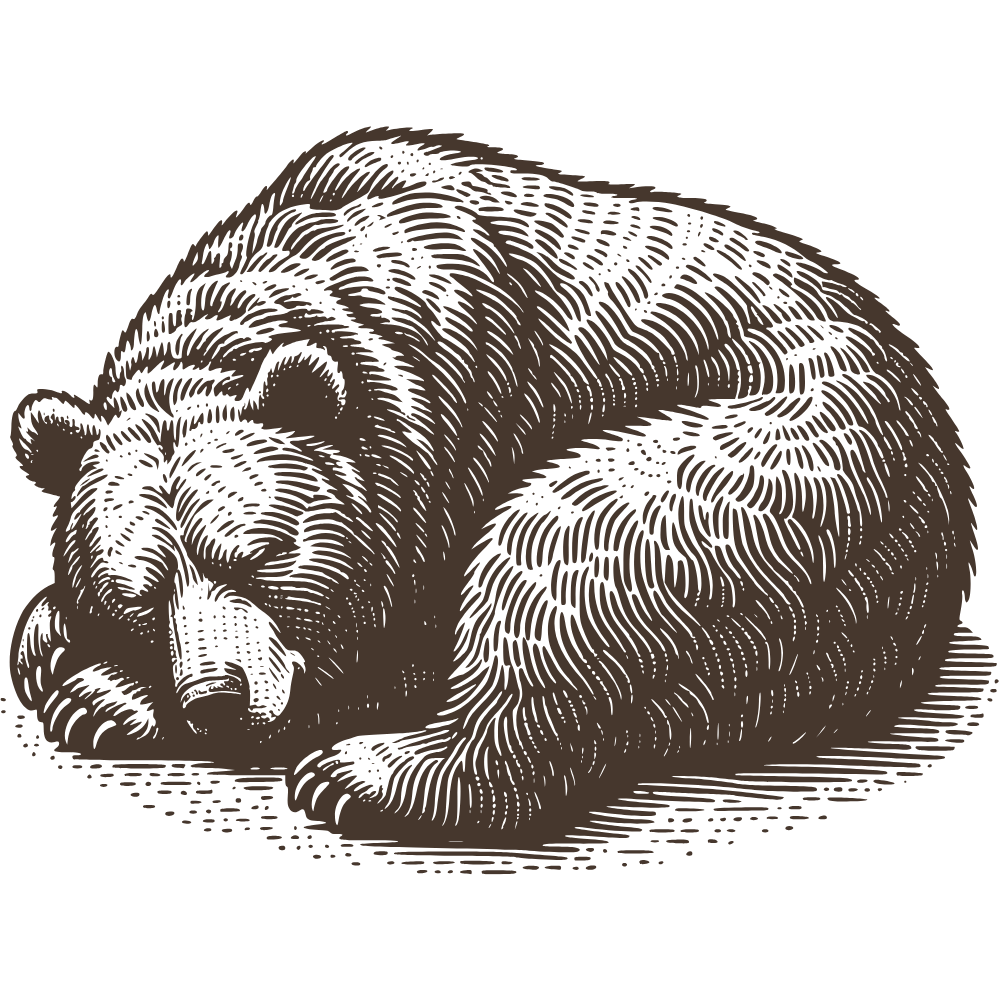 An illustration of a sleeping bear