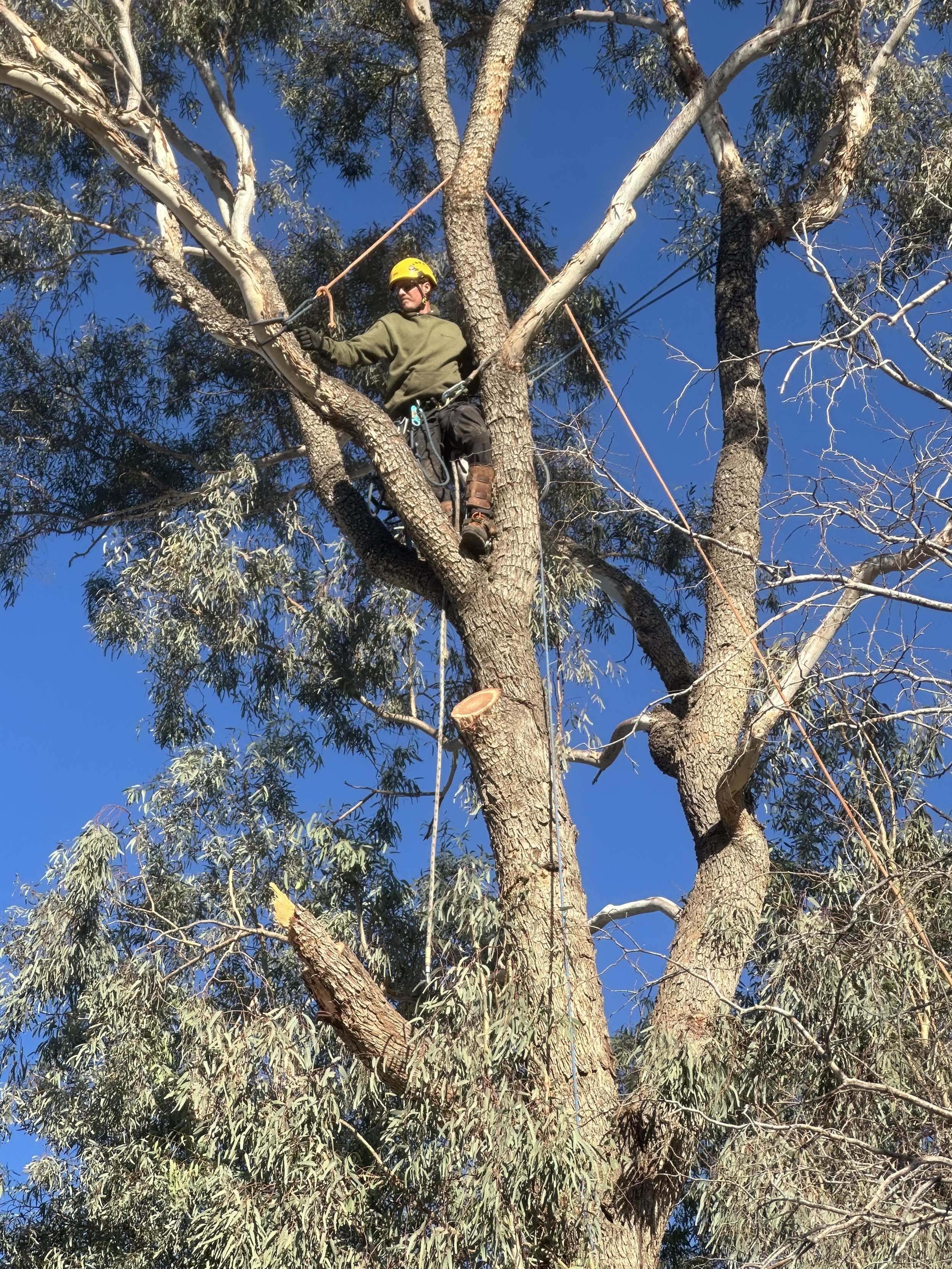 A person wearing a yellow safety helmet and gloves climbing or working in a large tree with many branches and green leaves against a clear blue sky.