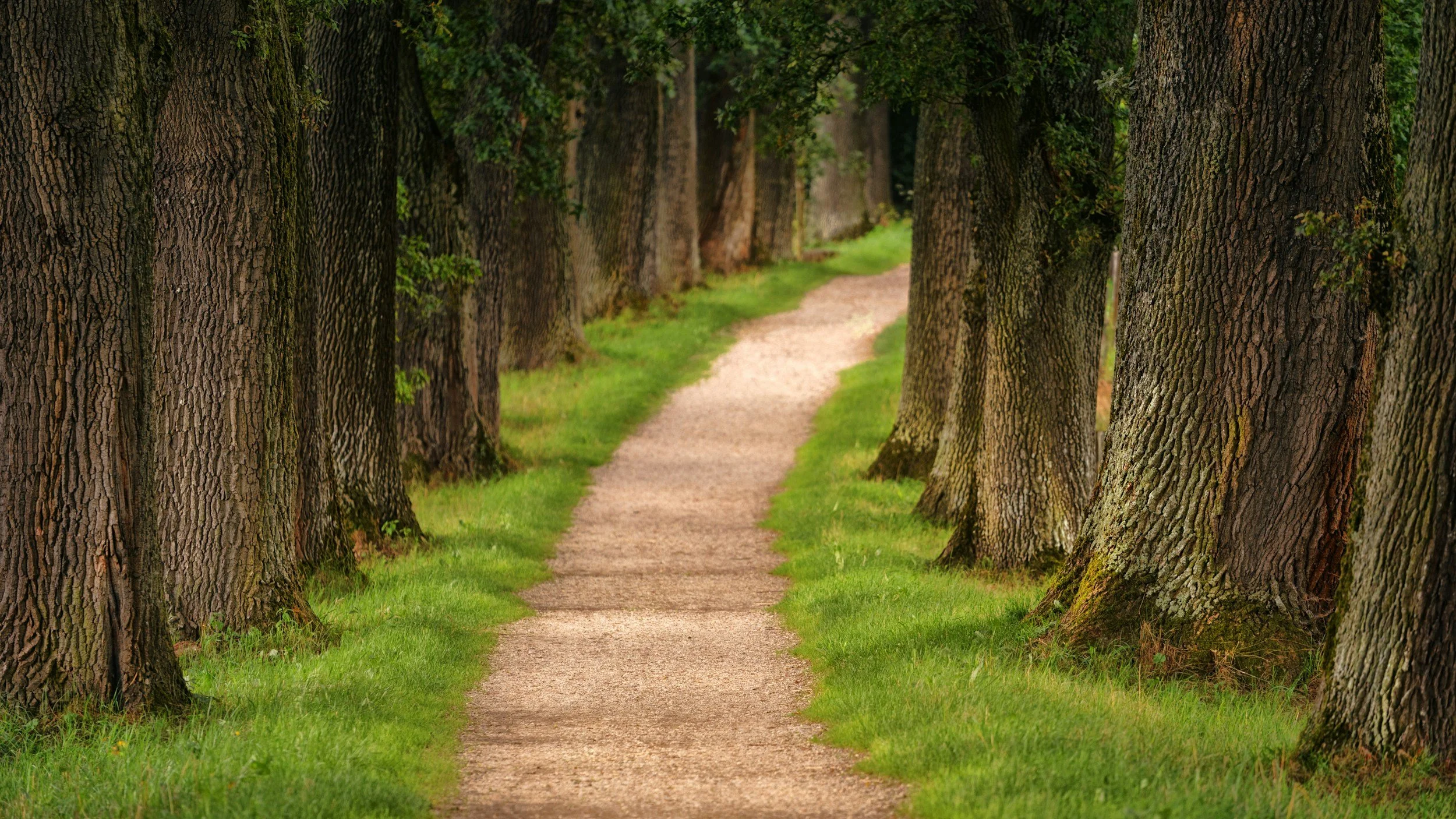 A dirt pathway surrounded by tall trees with thick trunks and green foliage, leading into a wooded area.