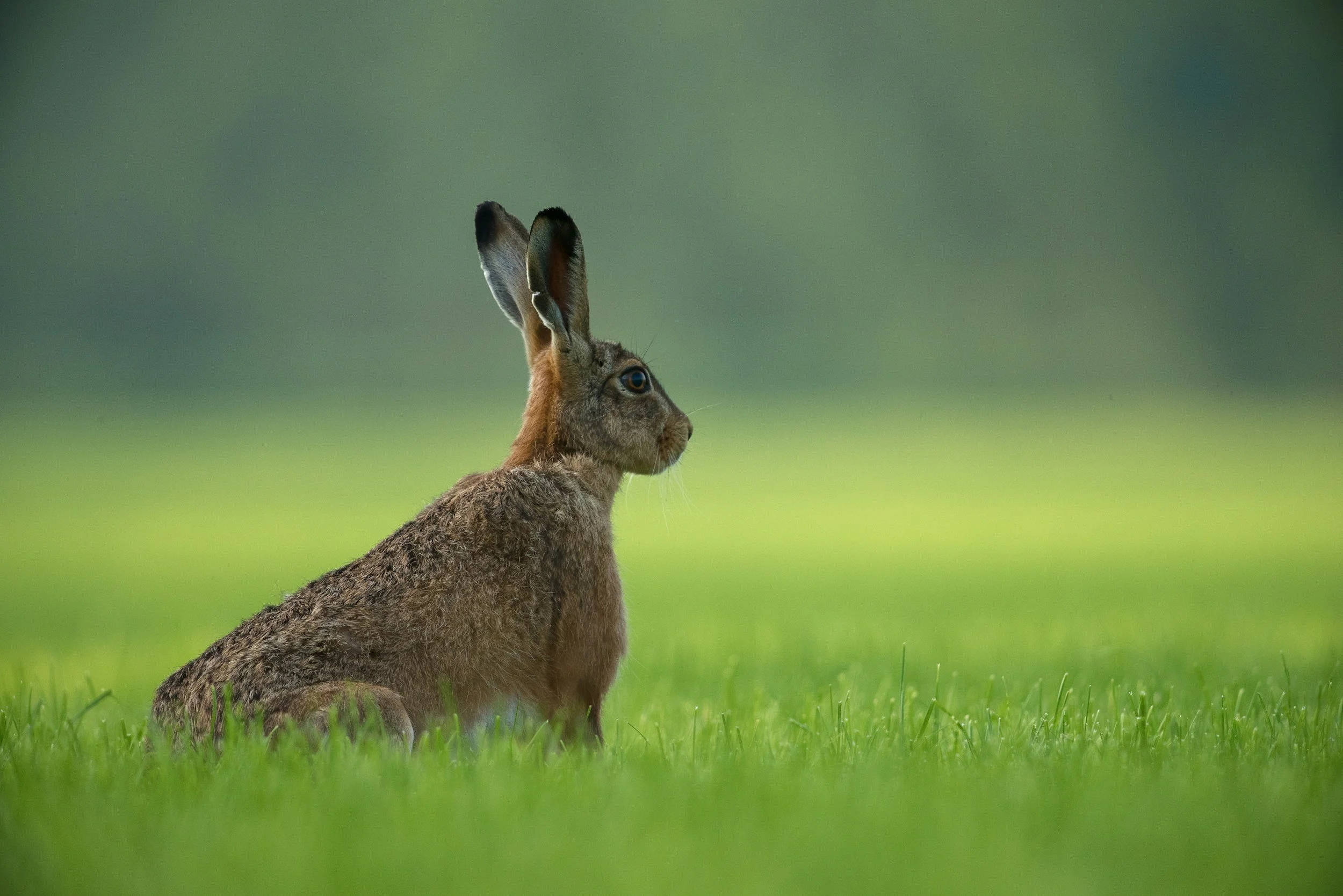 A hare stands on green grass with a blurred green background.