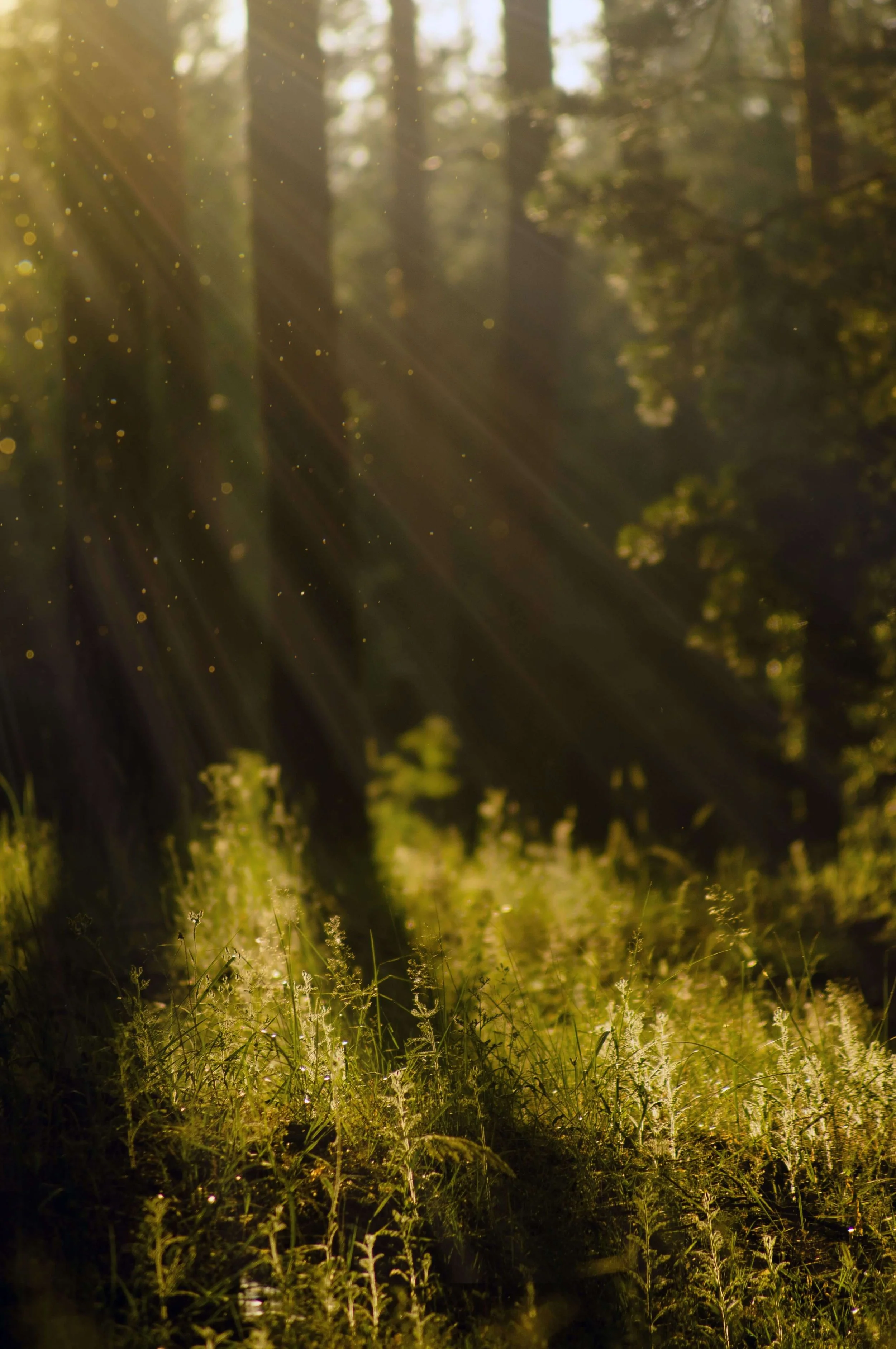Sunlight streaming through a forest with tall trees and green grass, creating a serene and glowing natural scene.