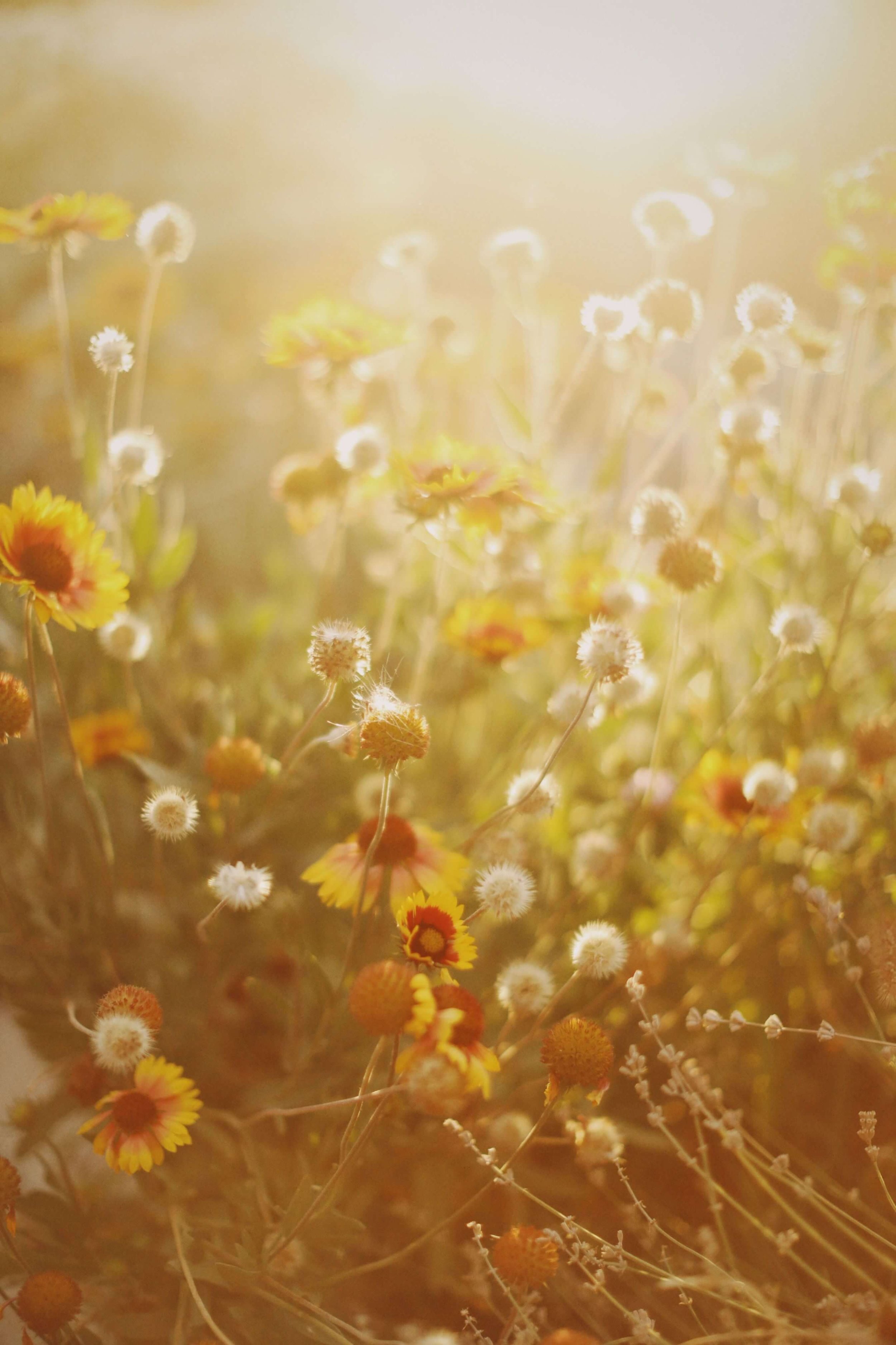 Close-up of wildflowers with yellow and white blooms, softly lit with a warm, golden background.