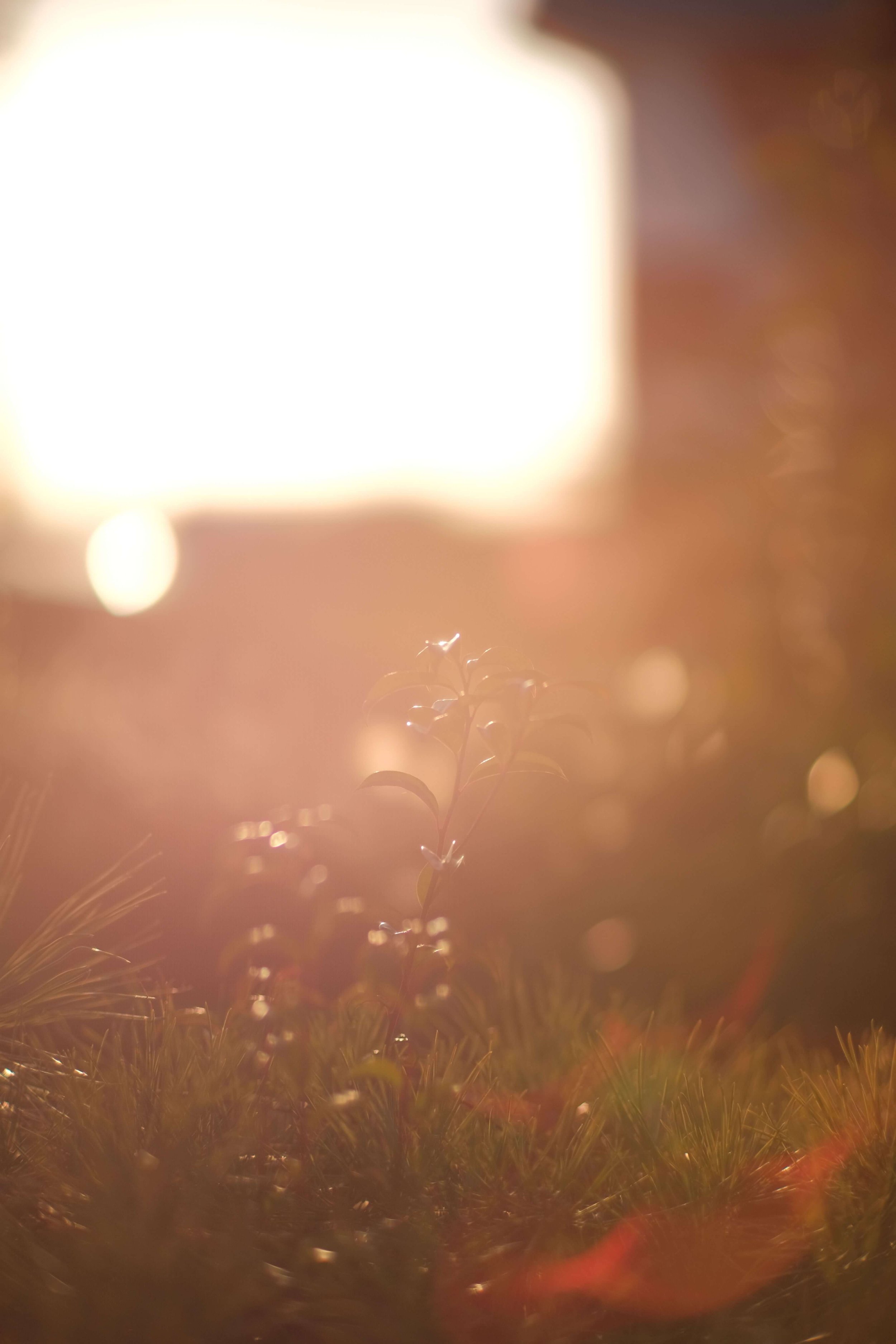 Close-up of a small plant with tiny leaves illuminated by warm, golden light, with a bright, blurry background.