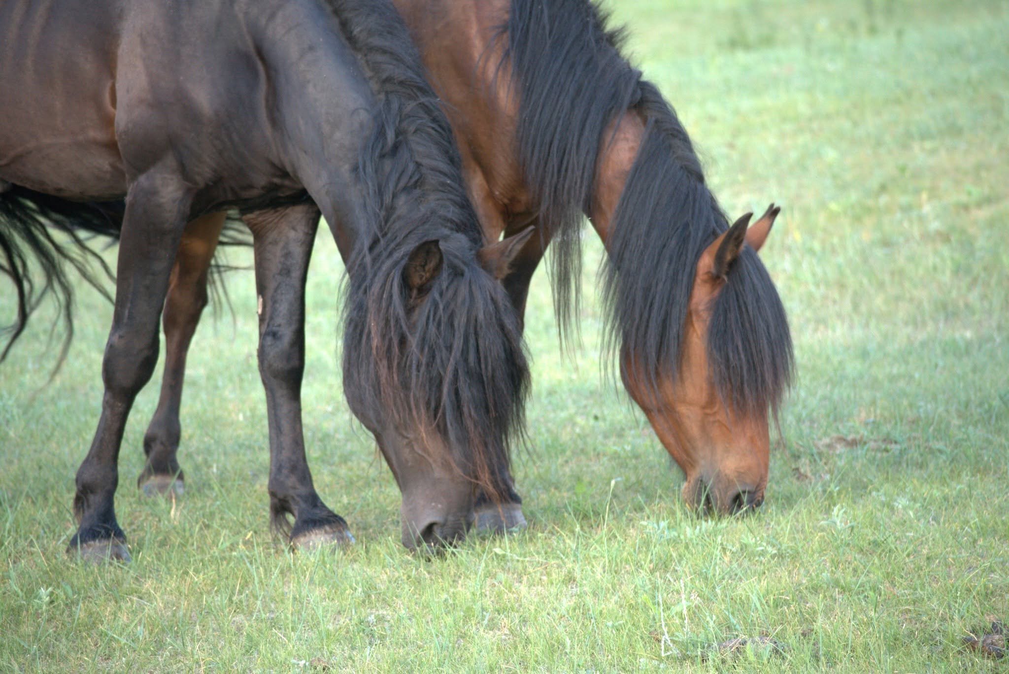 My journey “home”, and how it changed the way I work with horses and how horses have changed me