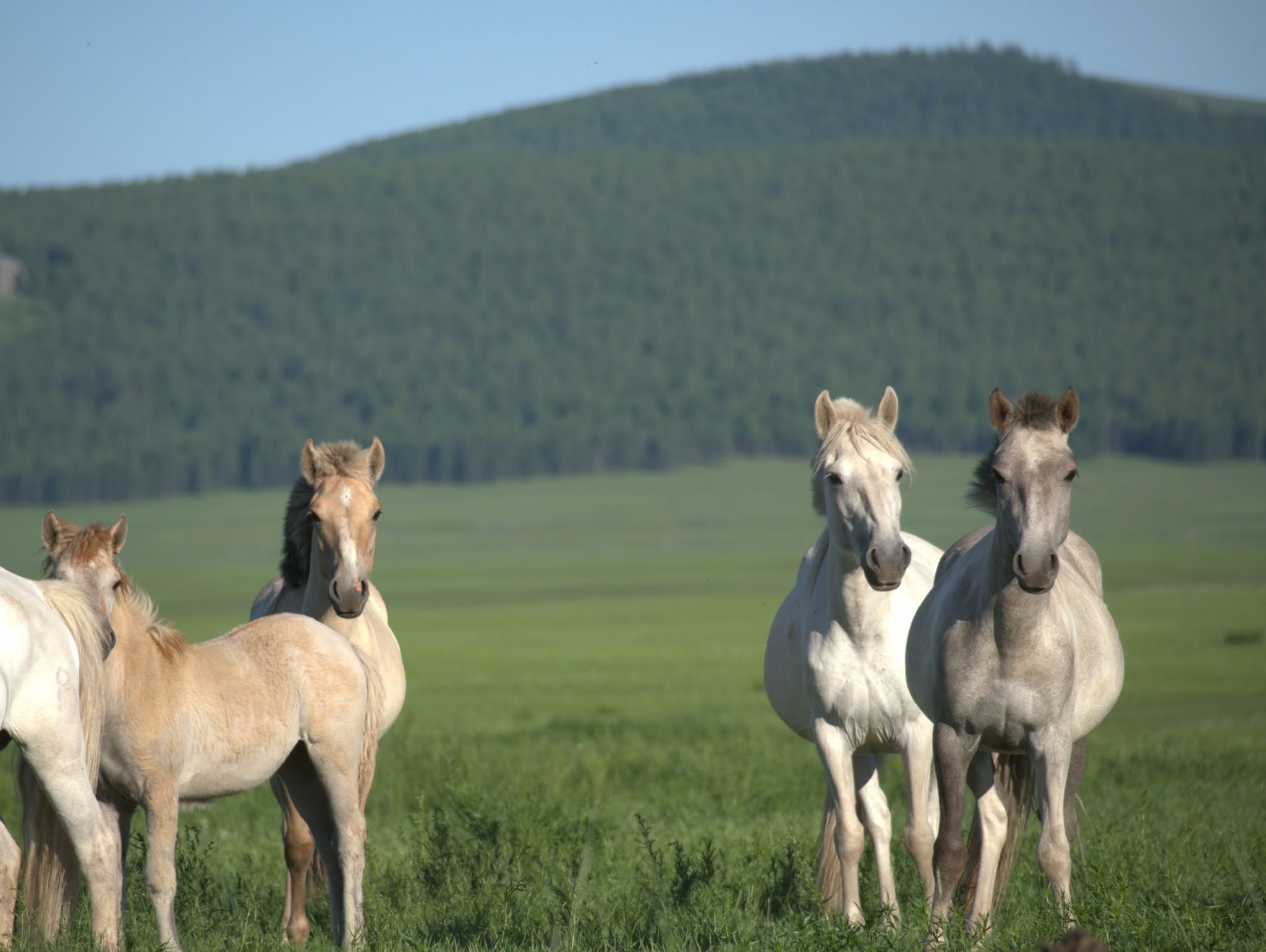 Mongolia- 5 Days of Horse Trekking- Through My Eyes. 