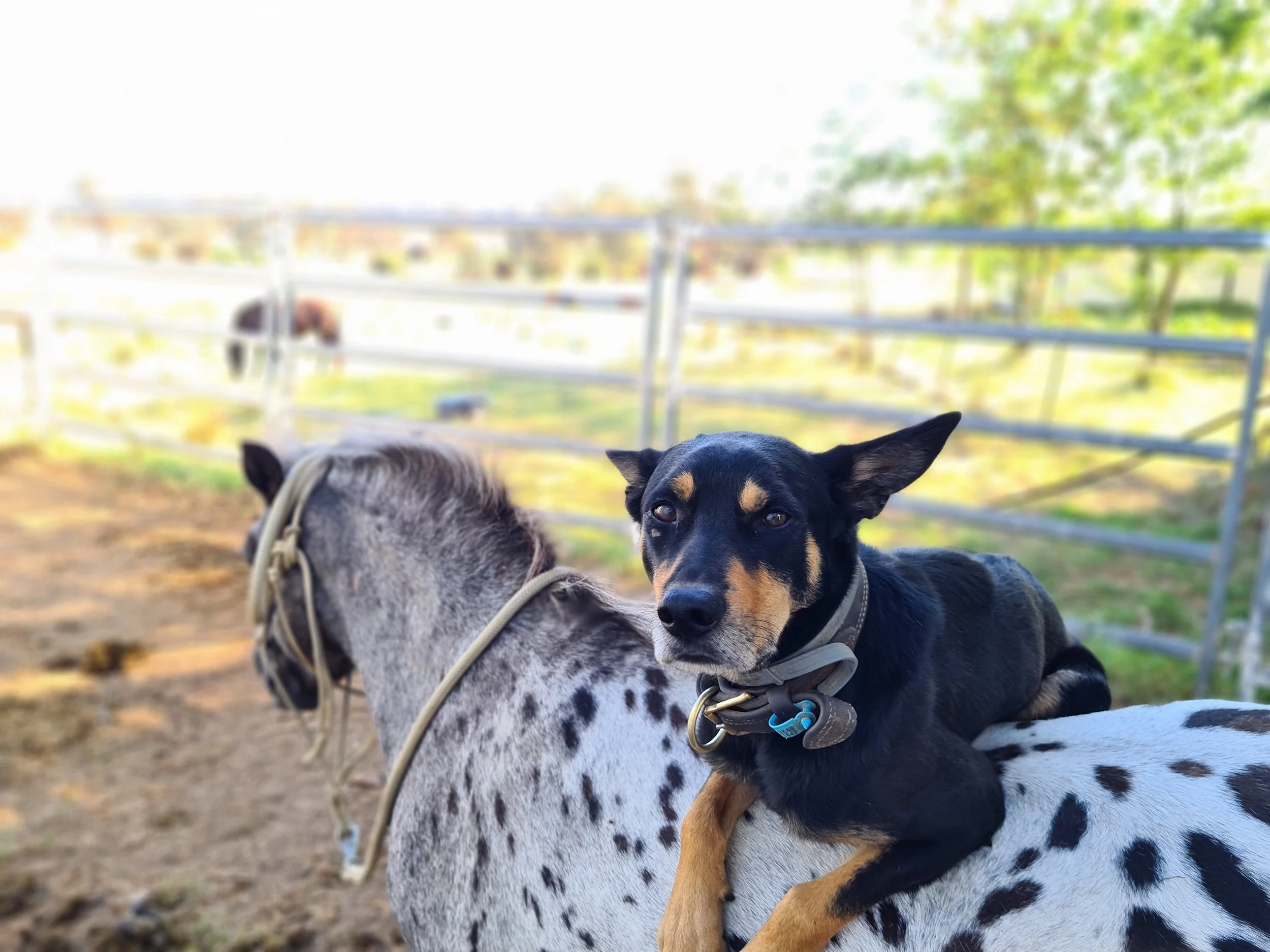 Bruce and Dotty