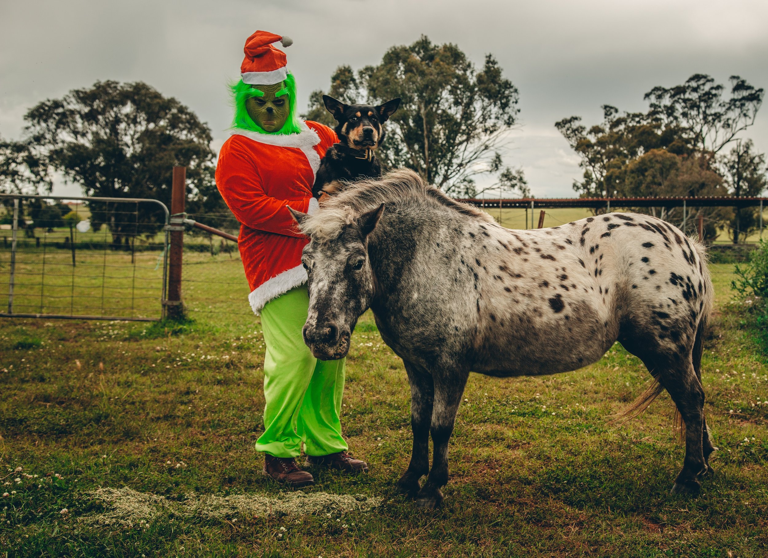 Toby less than impressed with Christmas photos