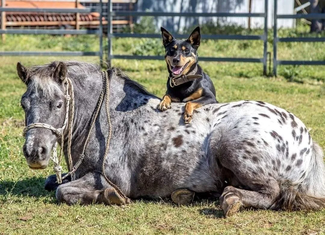 Toby and Dotty