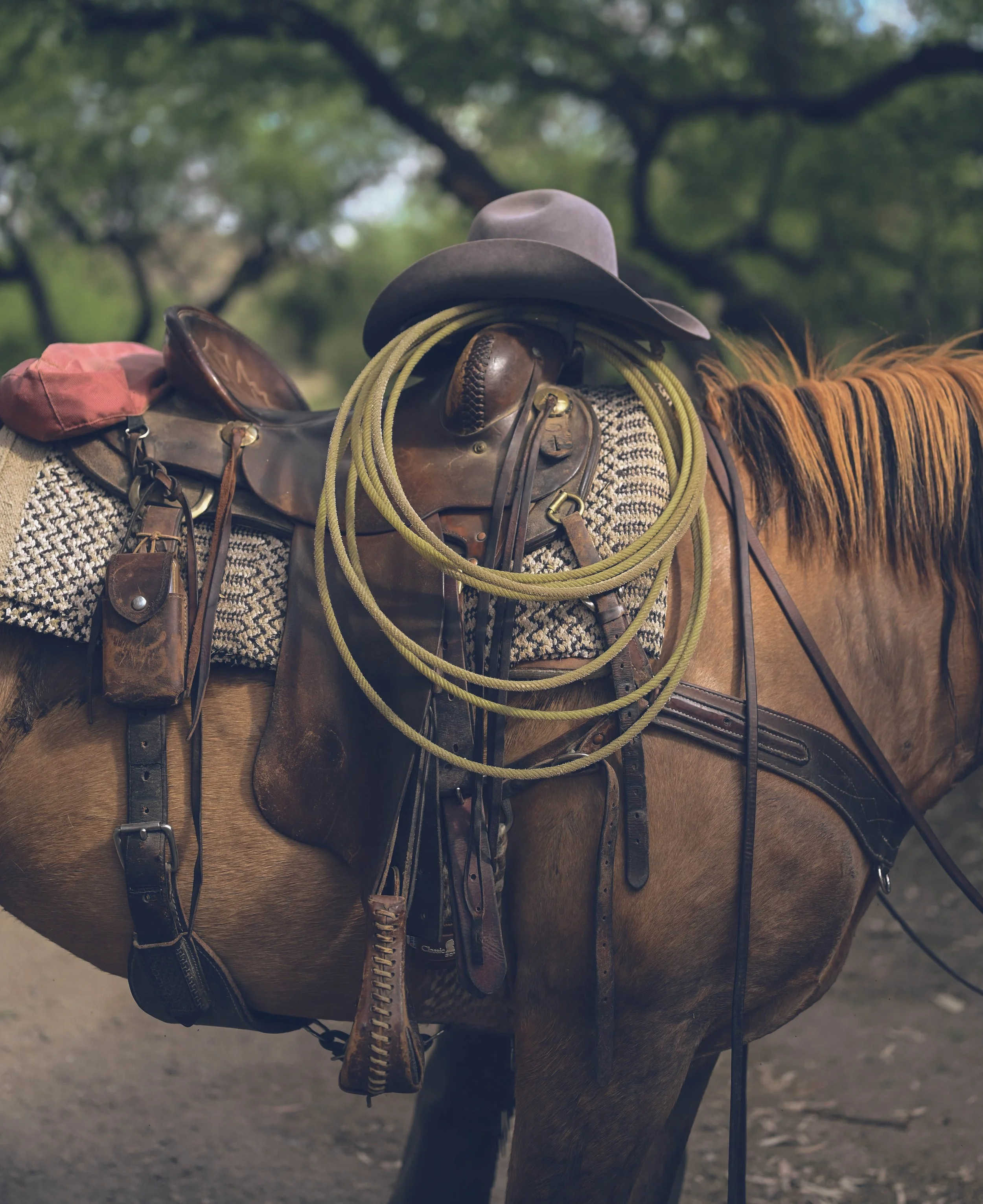 A saddled horse at the Otero Ranch at Tubac Golf Resort. 