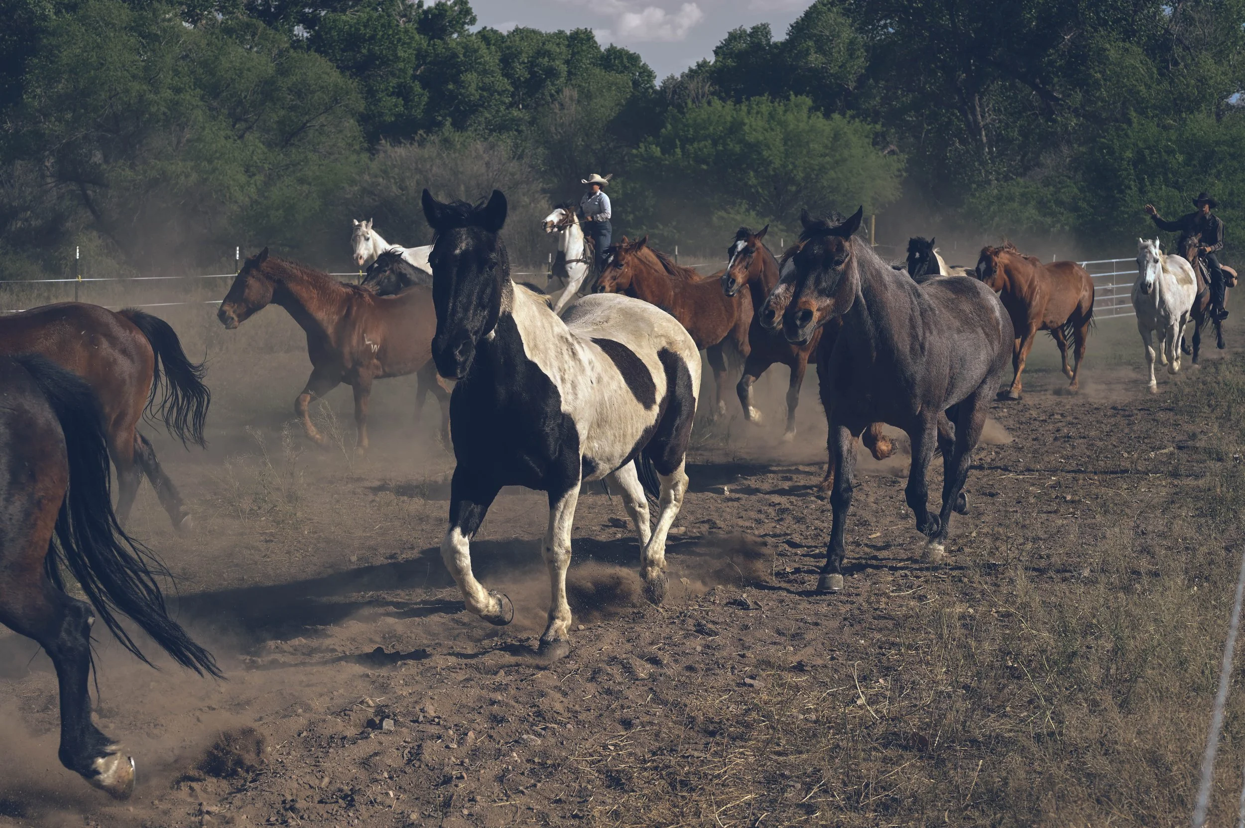 Horses run in from their pasture at Tubac Golf Resort in Southern Arizona. 