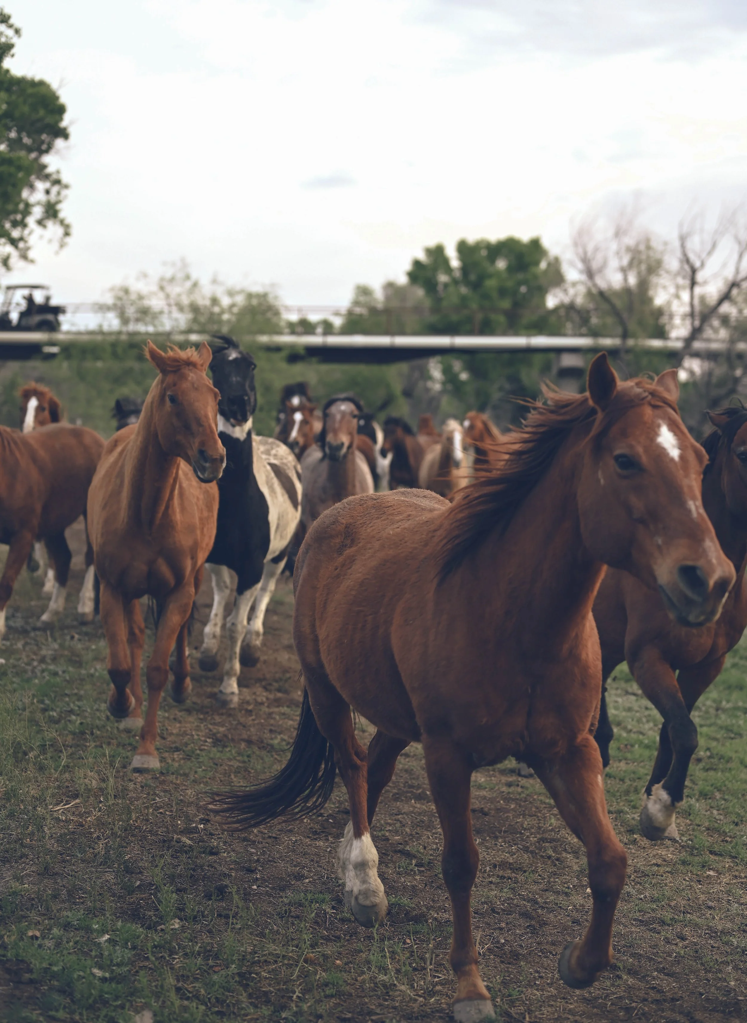 Horses run into the corrals at Tubac Golf Resort.
