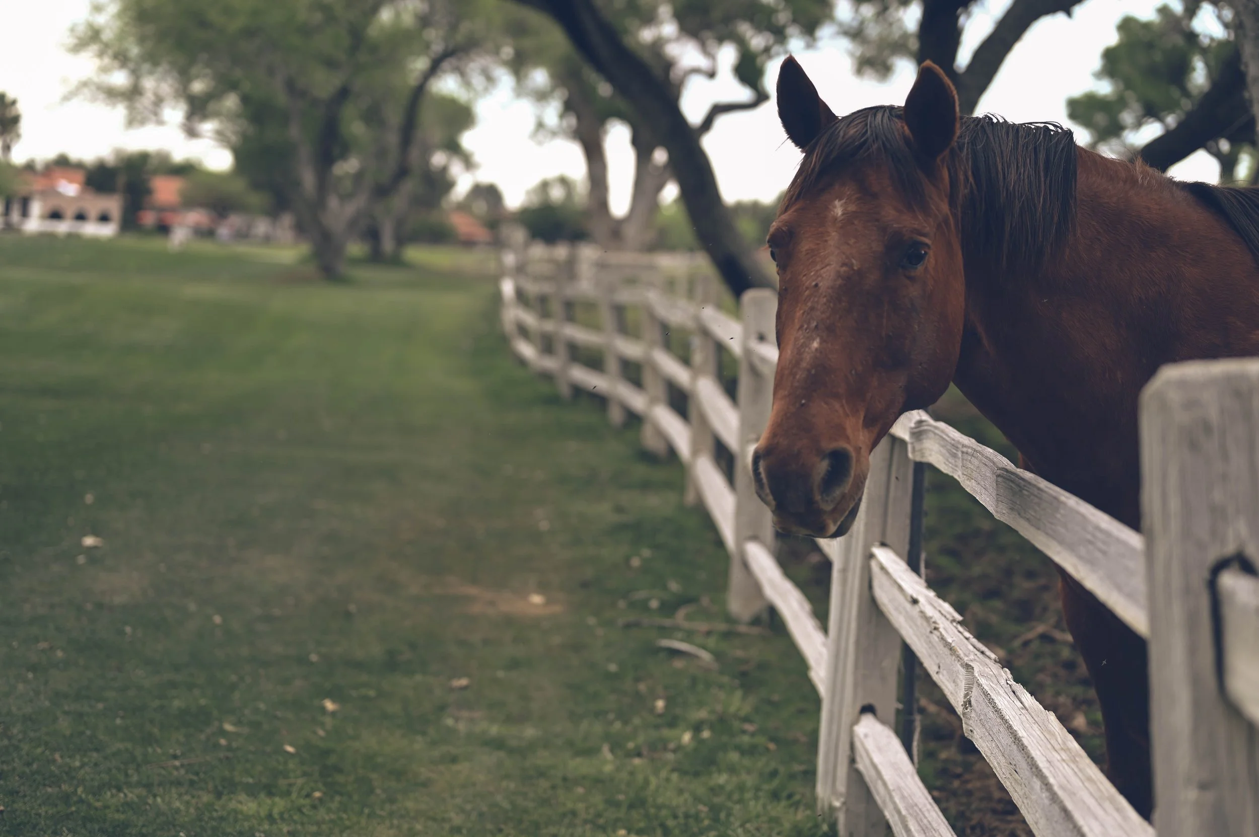 A horse at Otero Ranch at Tubac Golf Resort.