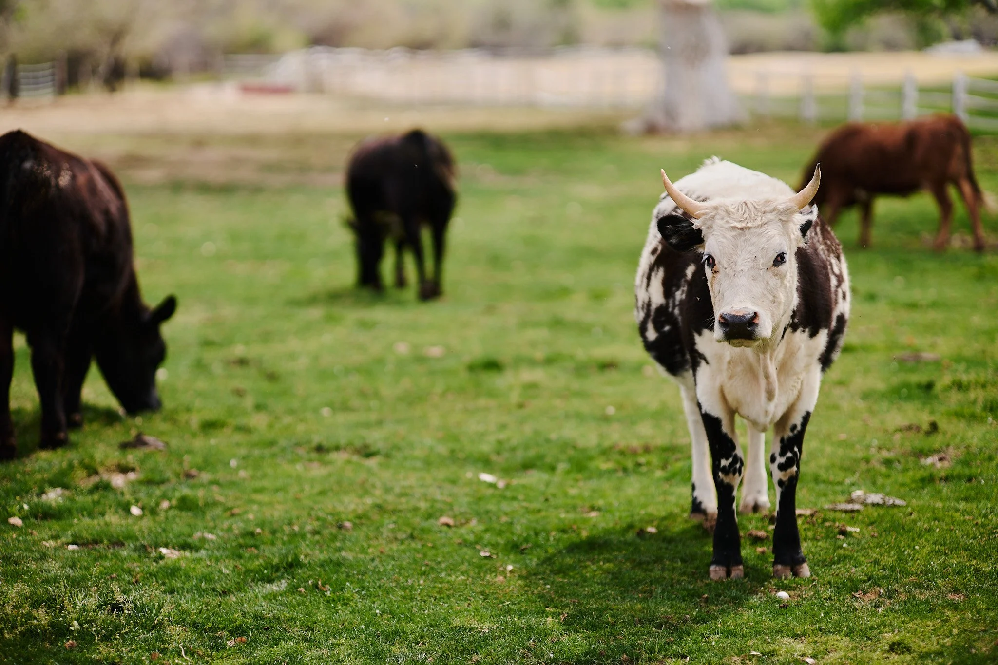 Cattle at Tubac Golf Resort & Spa.