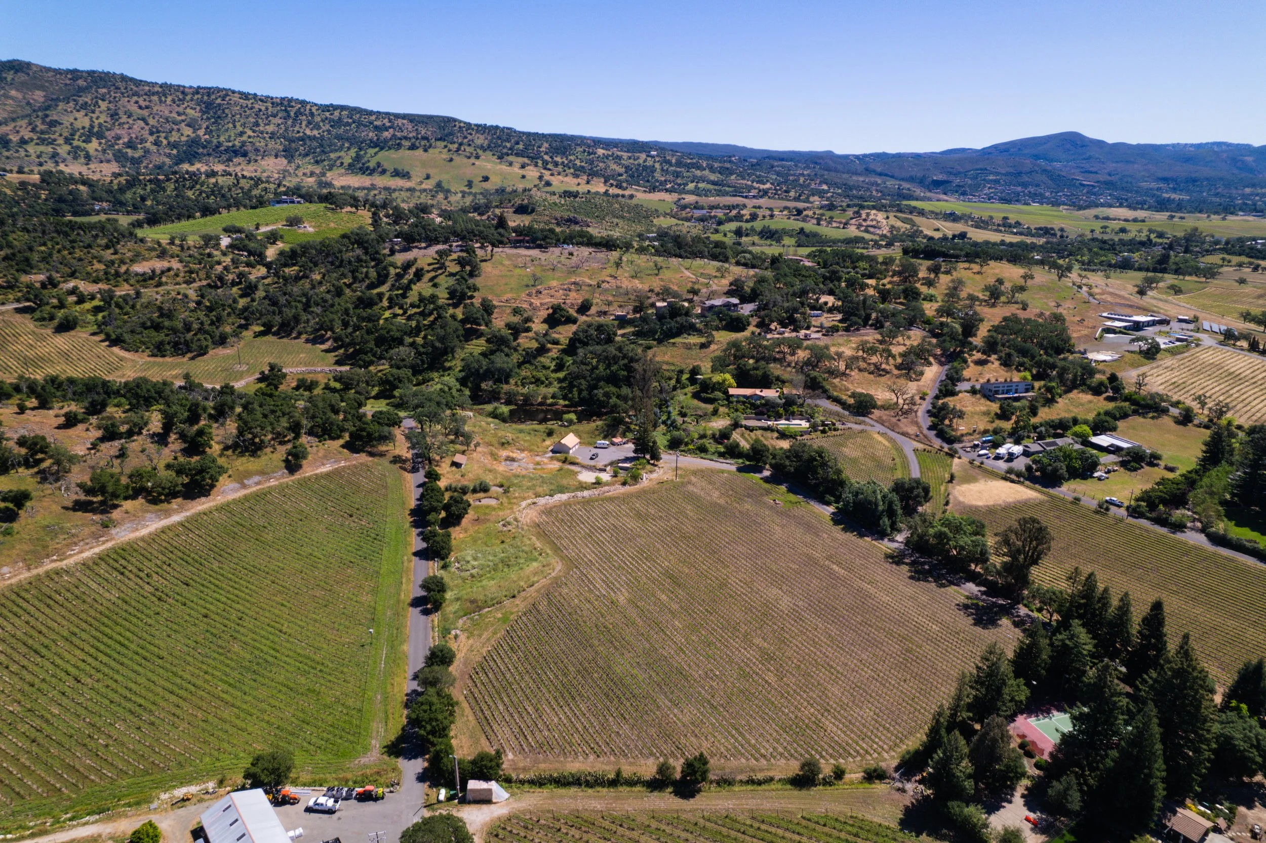 An aerial view of a vineyard with rows of grapevines, scattered trees, and a few buildings in a hilly landscape under a clear blue sky.