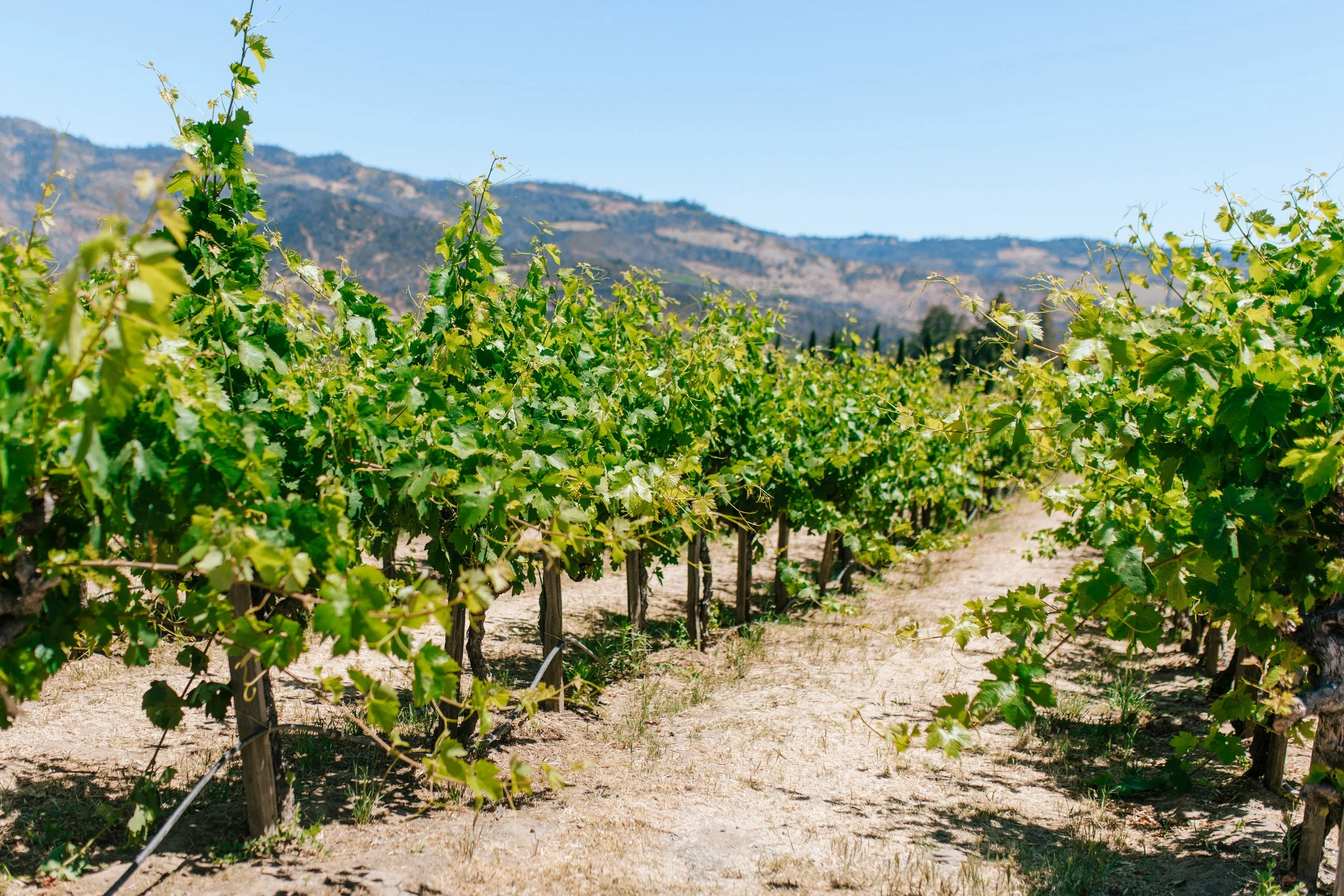 Vineyard with rows of grapevines and green leaves in front of scenic mountains under a clear blue sky.