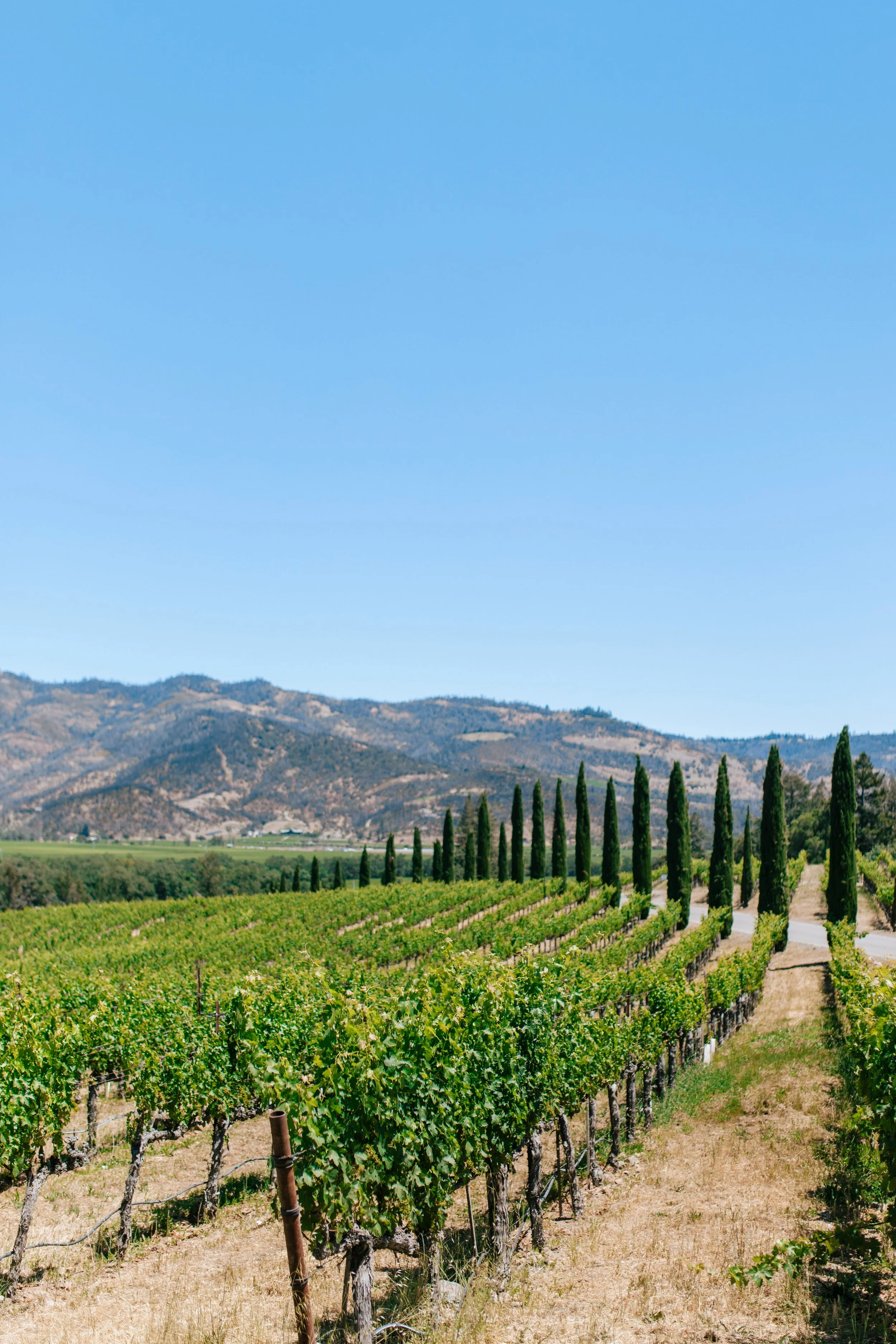 Vineyard with rows of grapevines, tall cypress trees lining a path, rolling hills in the background, and a clear blue sky.