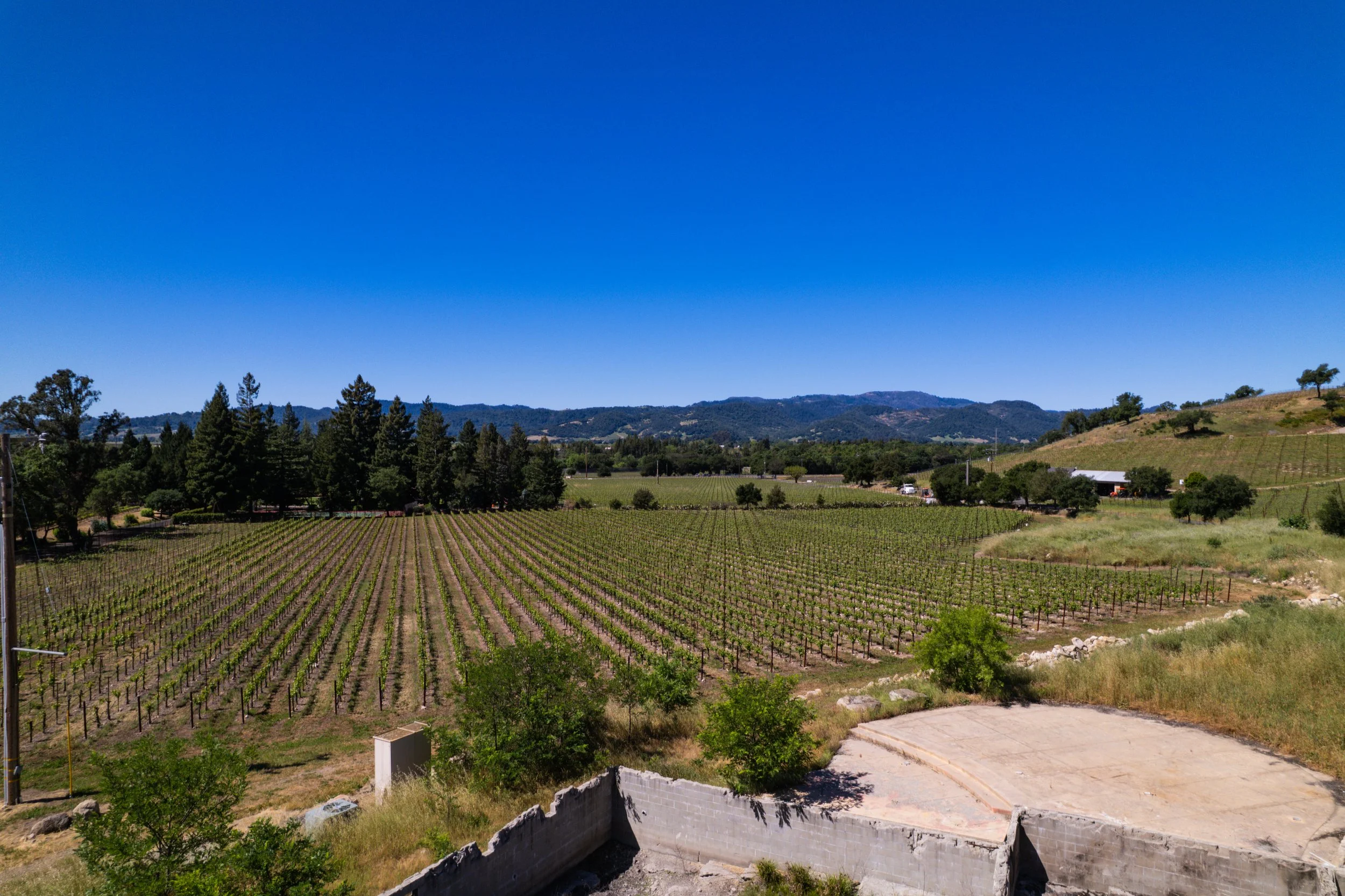 A scenic landscape featuring a vineyard with rows of grapevines in the foreground, mountains in the background, and a clear blue sky.