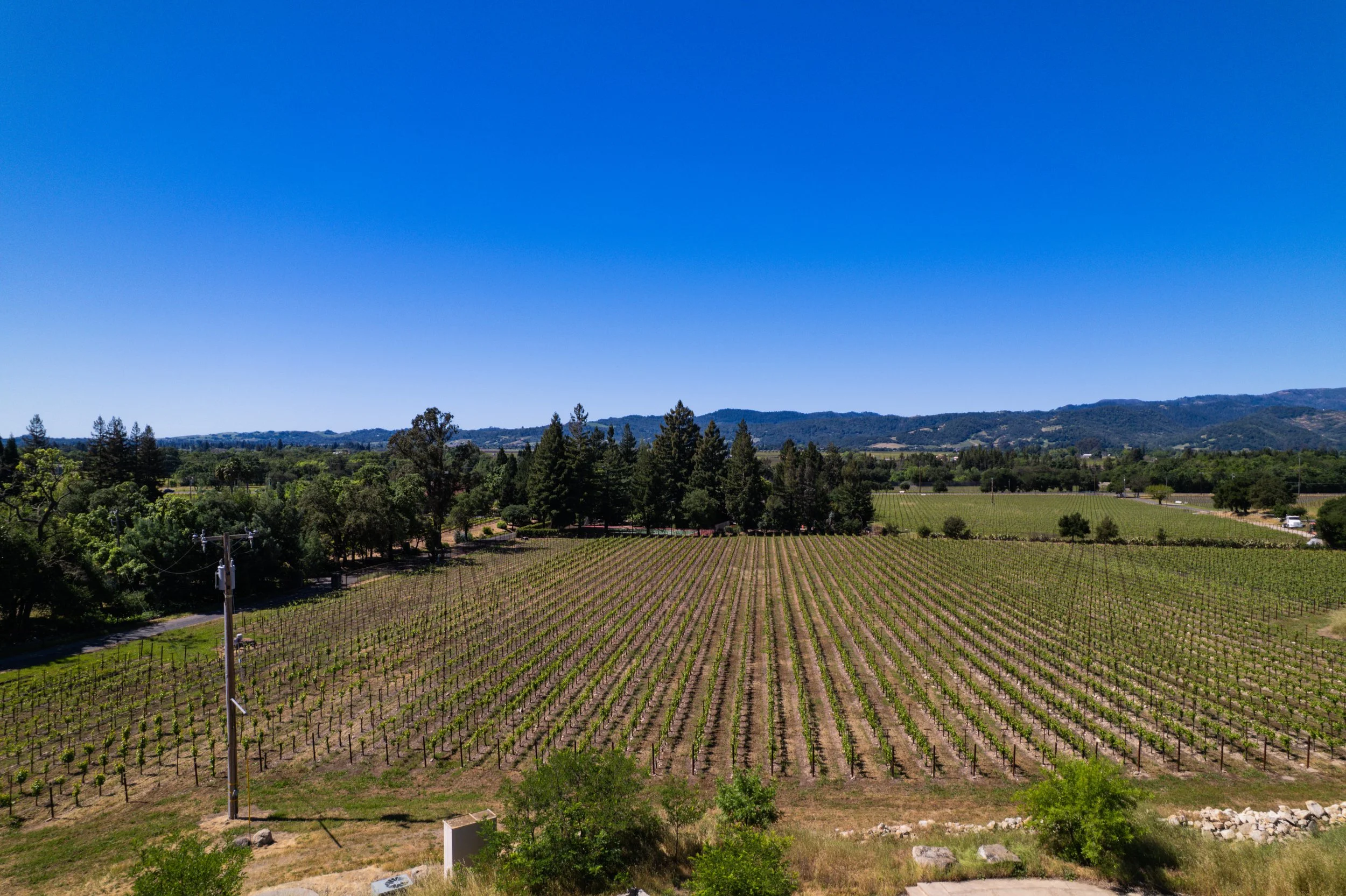 Vineyard with rows of grapevines, surrounded by green trees and hills under a clear blue sky.
