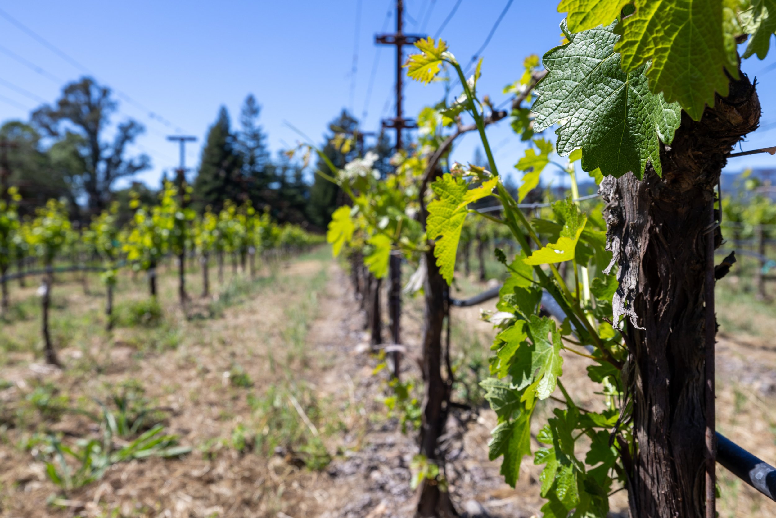 Close-up of grapevine leaves growing along a wooden vine support, with other grapevine plants in the background under a clear blue sky.