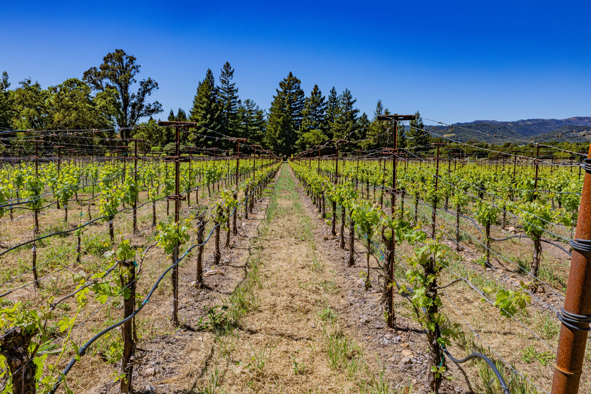 Vineyard with rows of grapevines supported by trellises and irrigation pipes, surrounded by green trees and mountains under a clear blue sky.