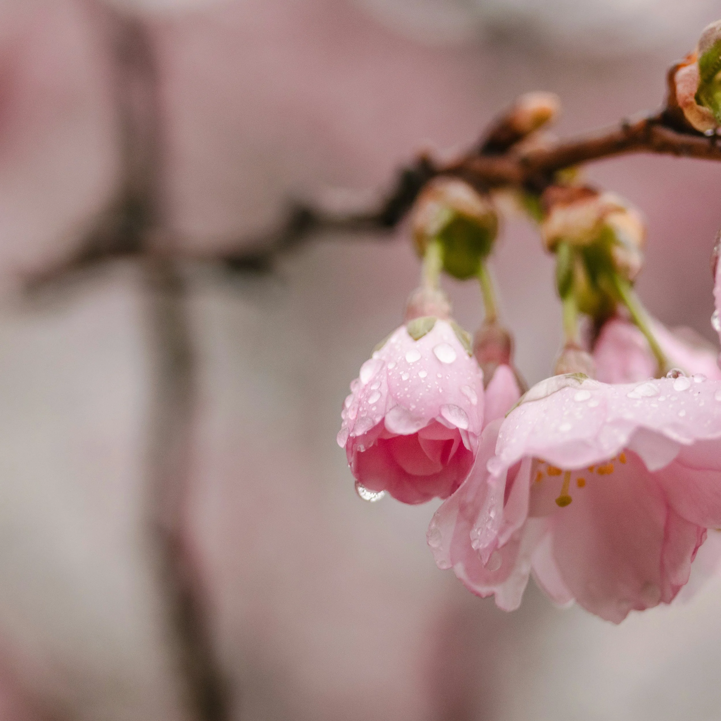 Seasons of Life: A Season of Healing