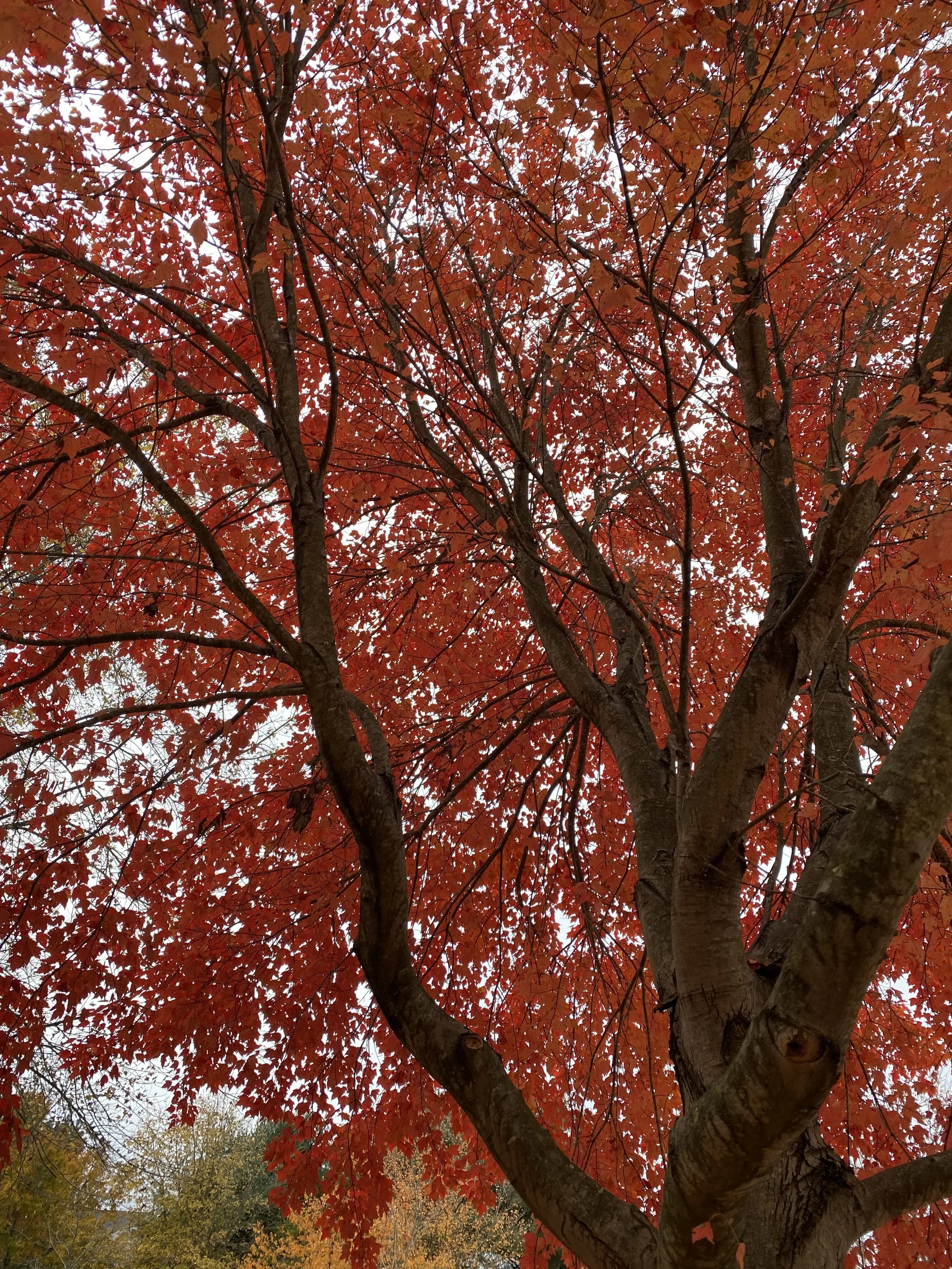What Fall Reminds Me About Change