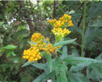 Yellow flowering plant with green leaves in a garden setting