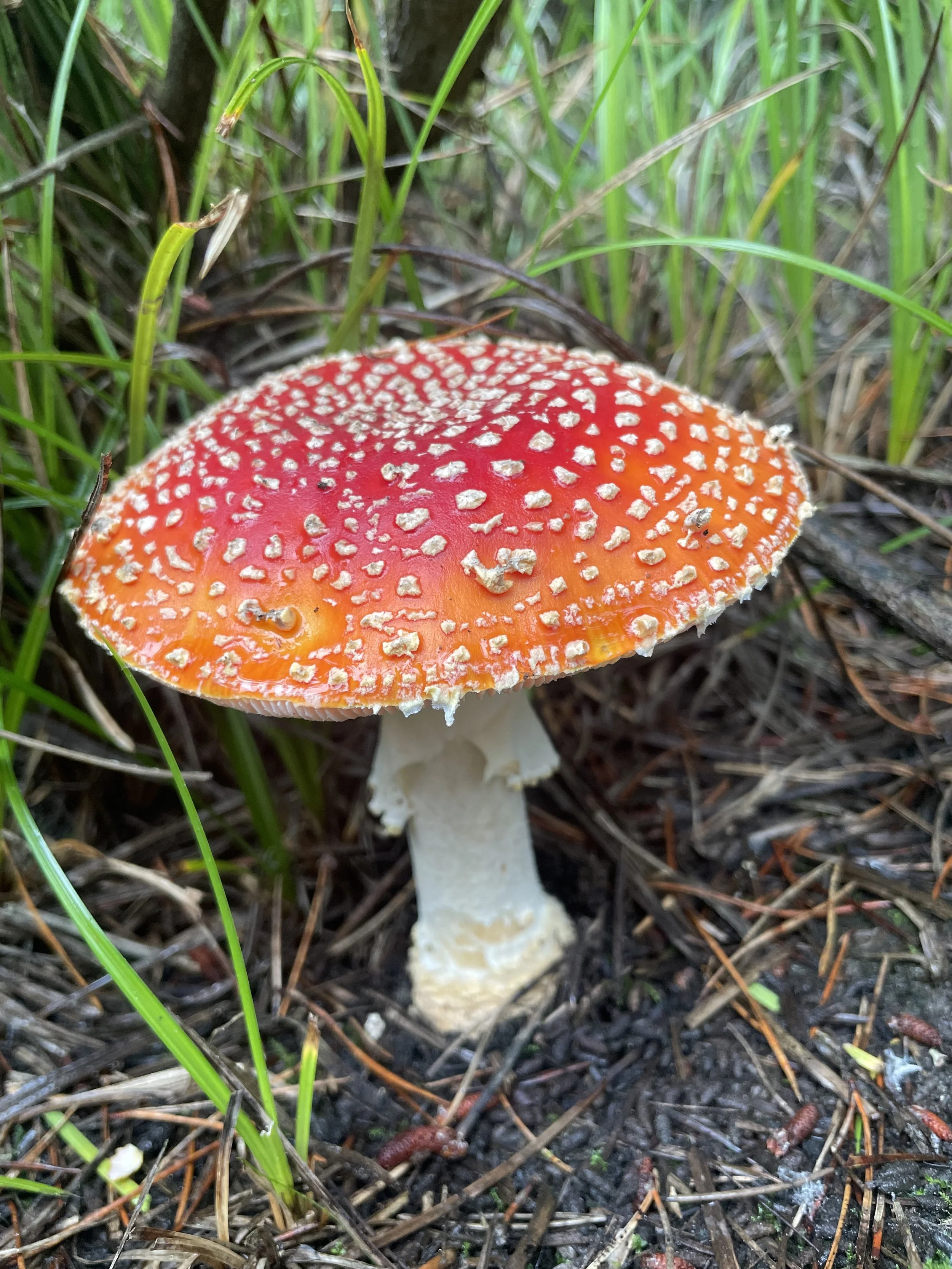 Amanita Muscaria Flower Essense