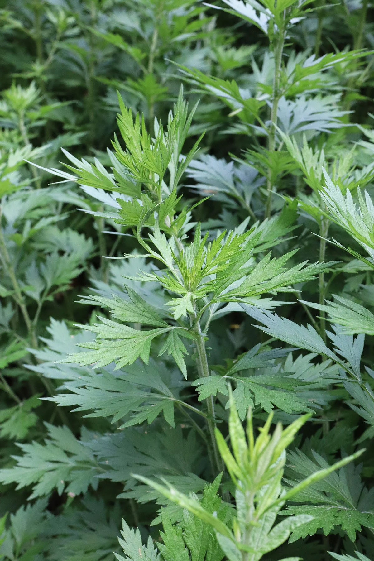 Mugwort Hydrosol