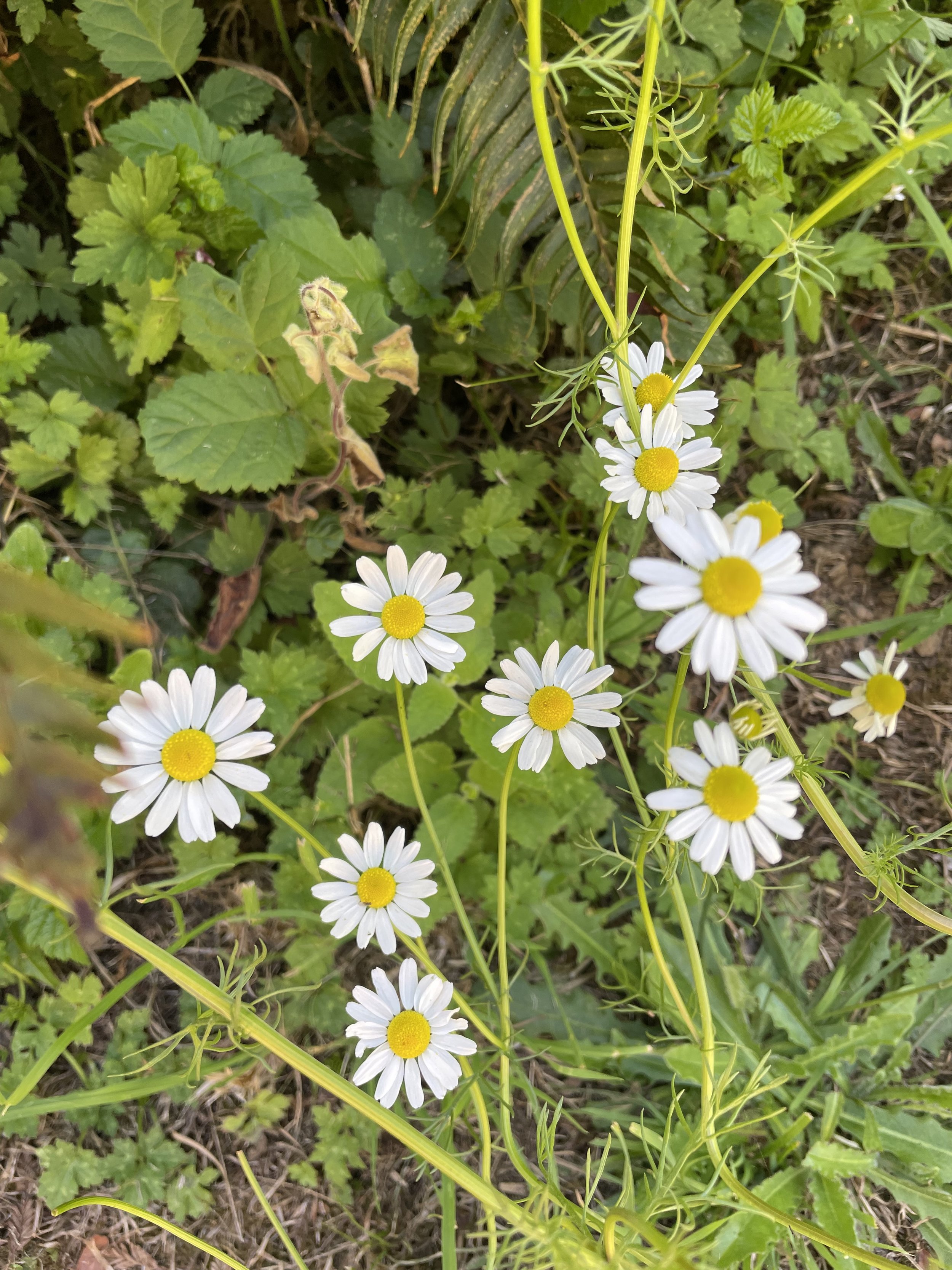 IMG_2989.jpeg