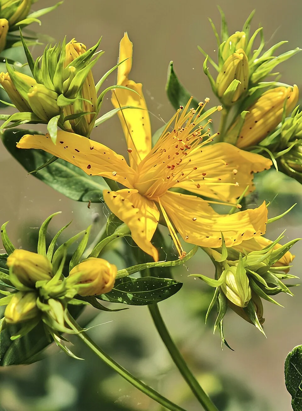 St.Johns Wort Oil