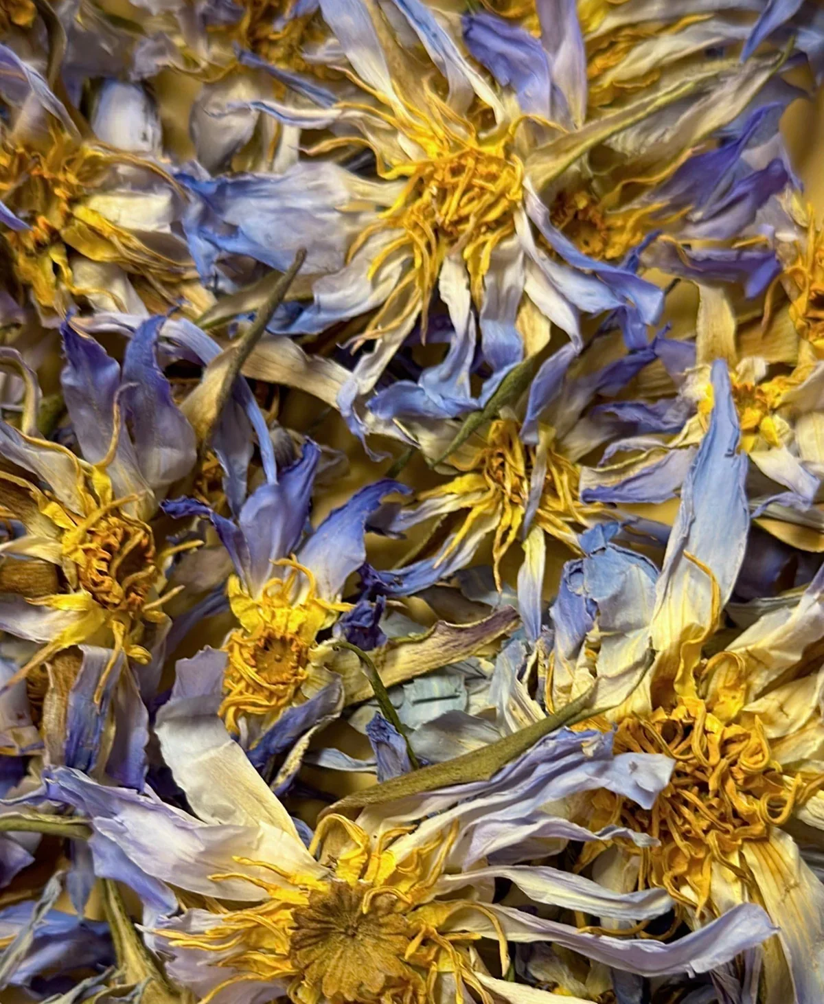Blue Lotus Tincture