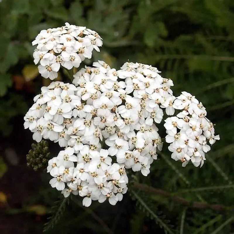Yarrow Hydrosol