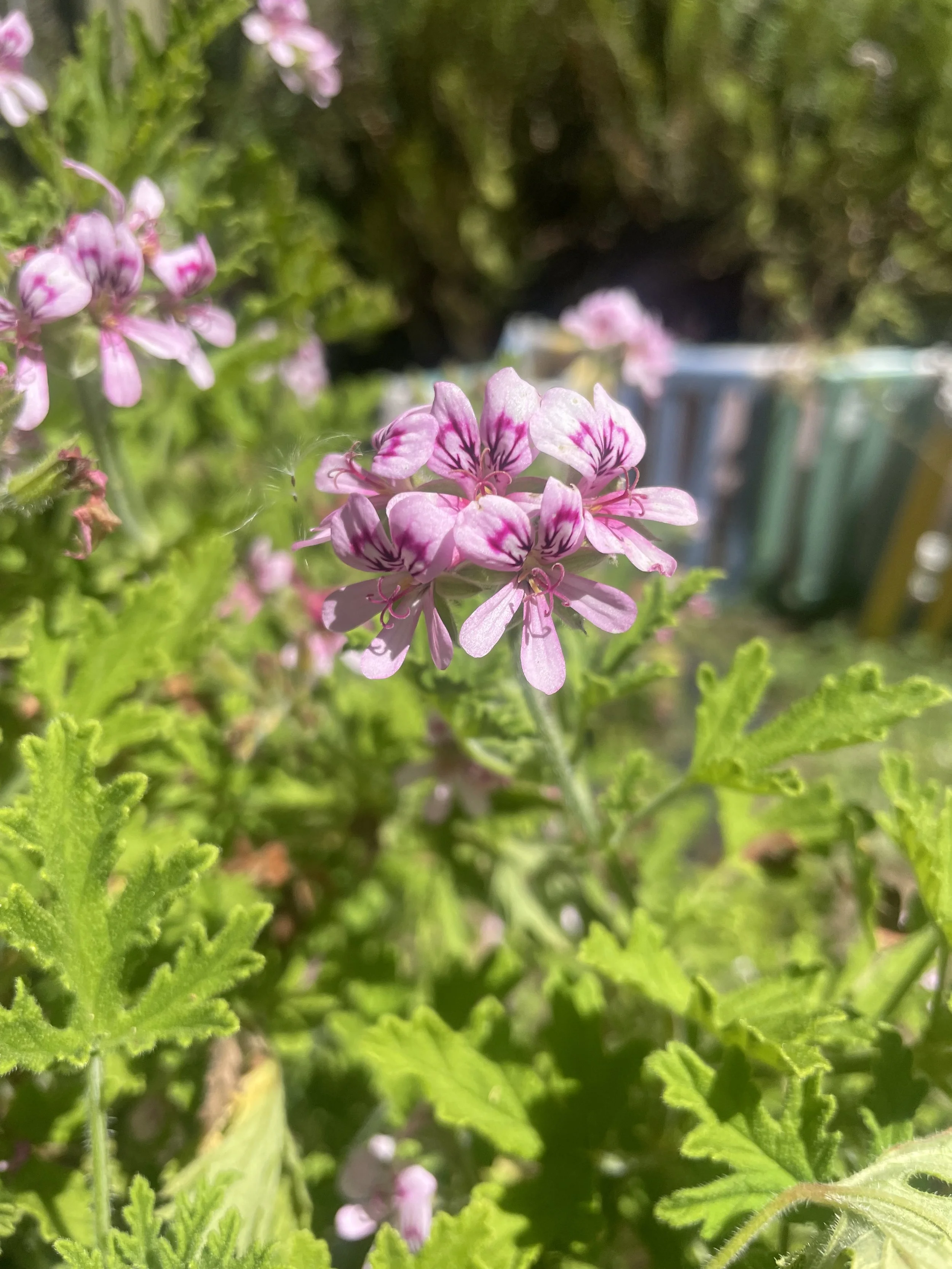 Rose Geranium Hydrosol