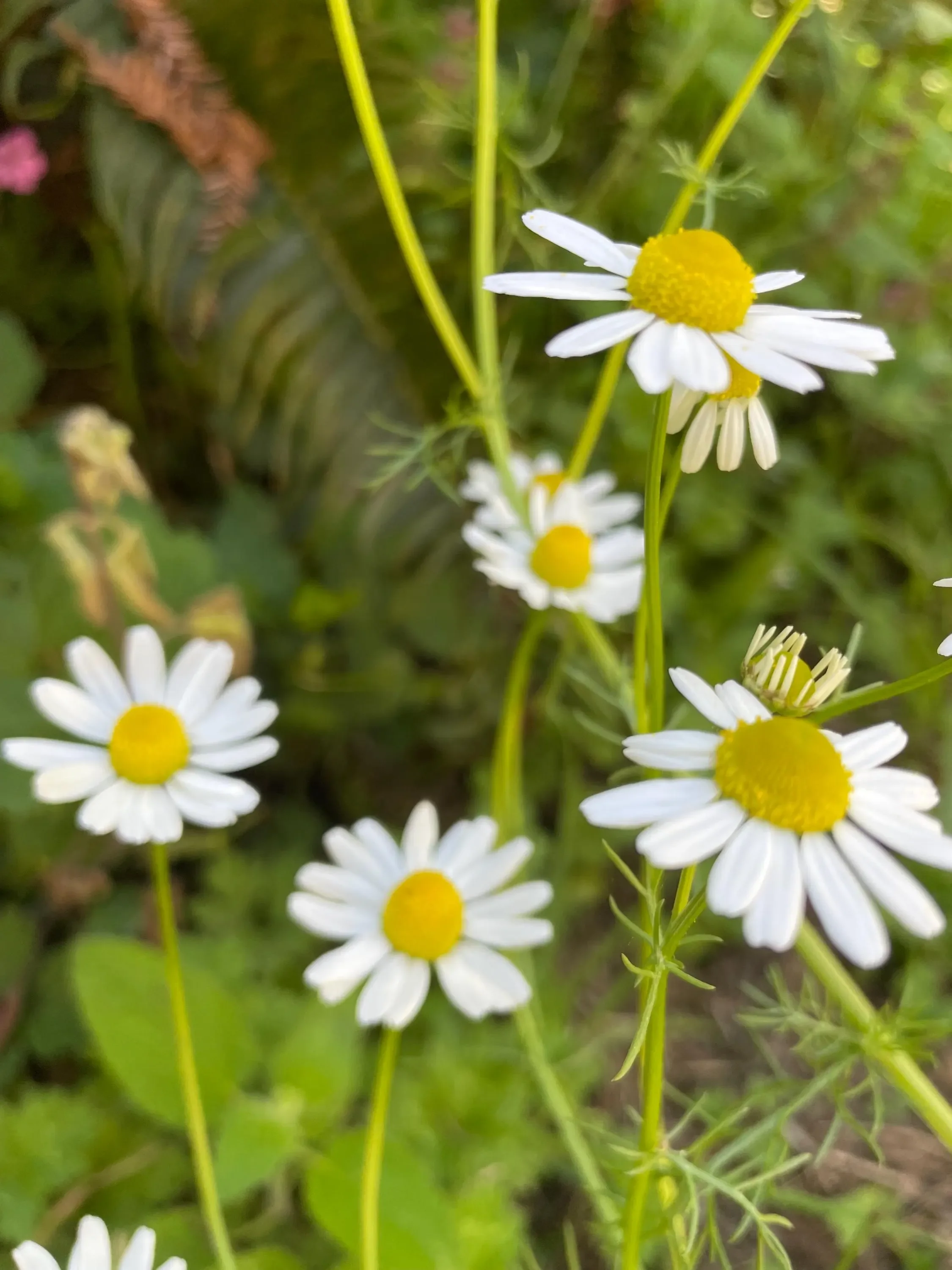 Chamomile Hydrosol