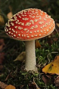 amanita.jpg