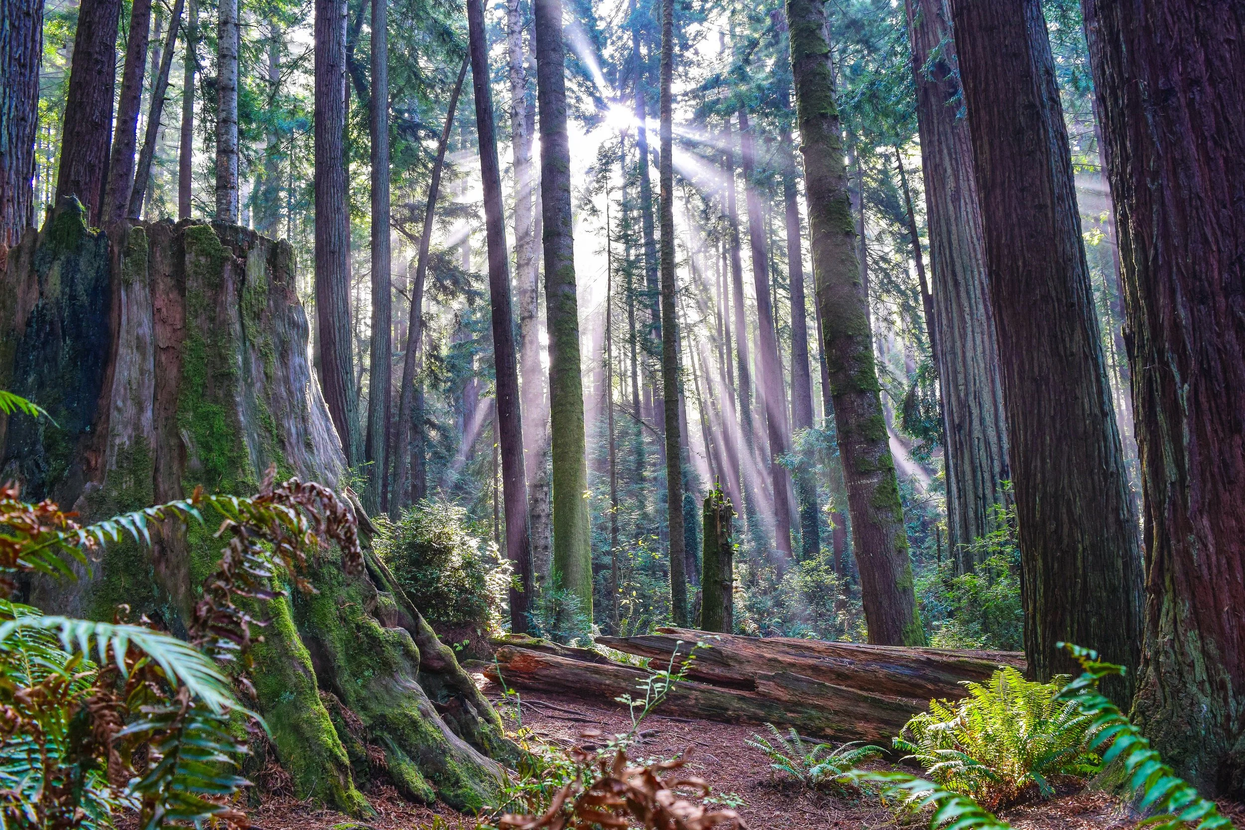 Sunlight streaming through tall trees in a dense forest with a dirt trail and lush green ferns.