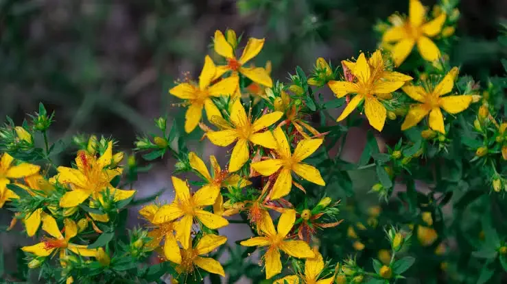 St.Johns Wort Tincture